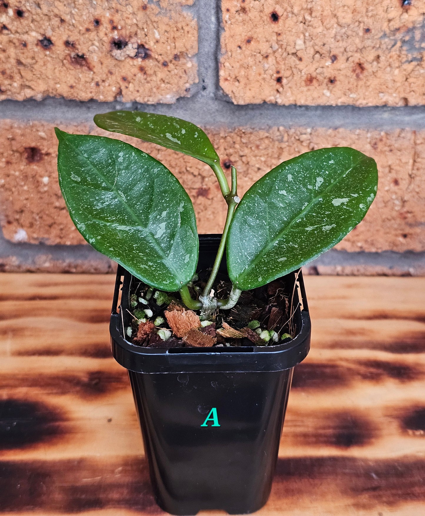 💥💫 Hoya lai chau 'Splash'💫💥