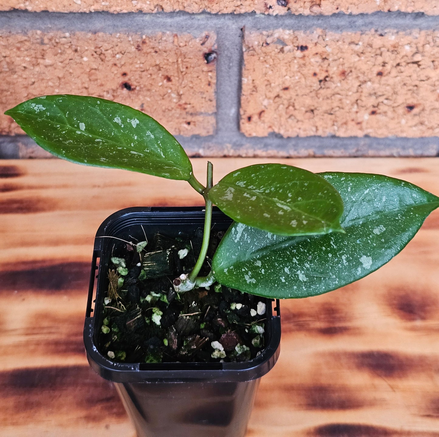 💥💫 Hoya lai chau 'Splash'💫💥