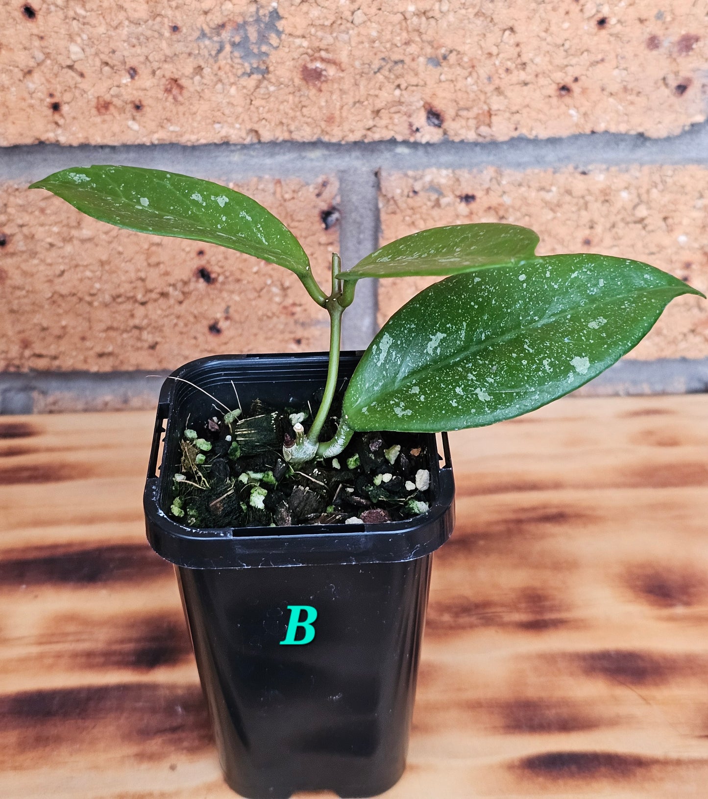 💥💫 Hoya lai chau 'Splash'💫💥