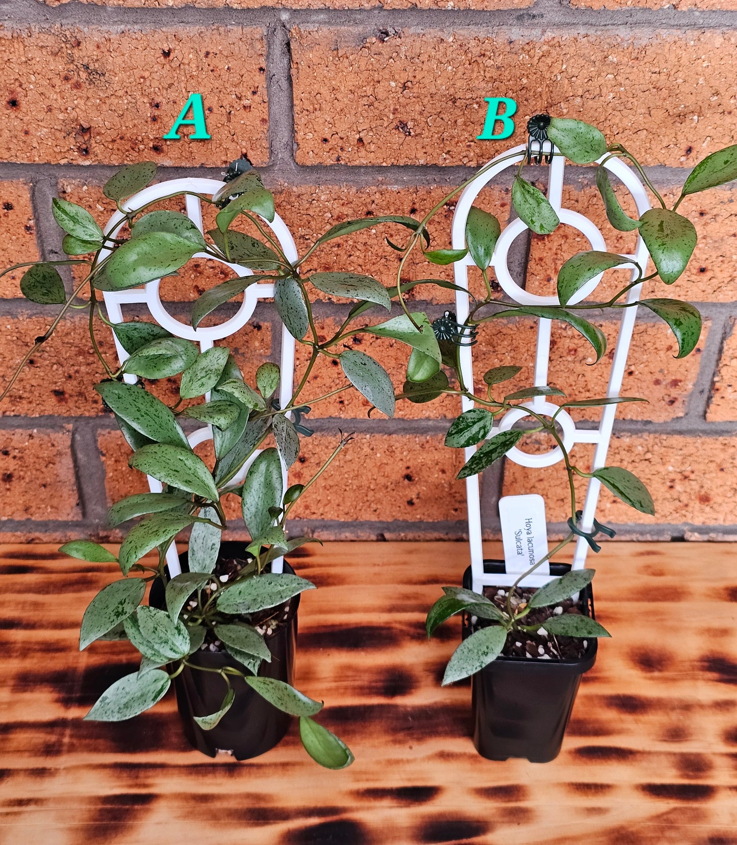 💥🪴 Hoya lacunosa 'Sulcata' 🪴💥