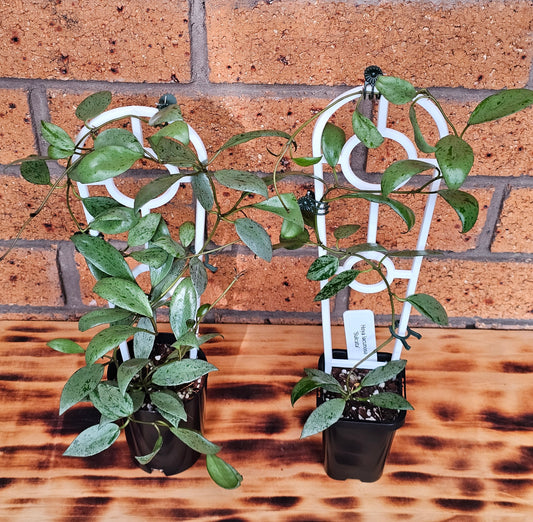 💥🪴 Hoya lacunosa 'Sulcata' 🪴💥