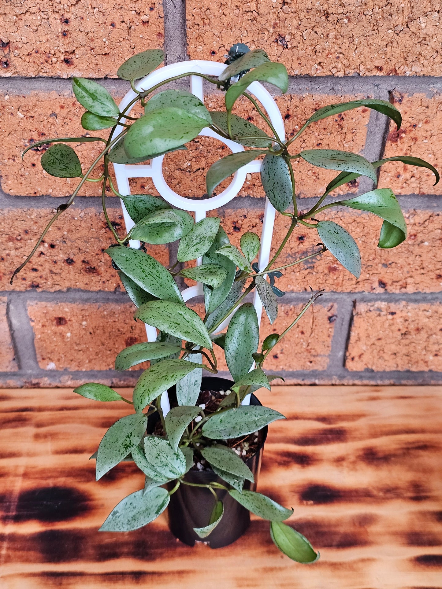 💥🪴 Hoya lacunosa 'Sulcata' 🪴💥