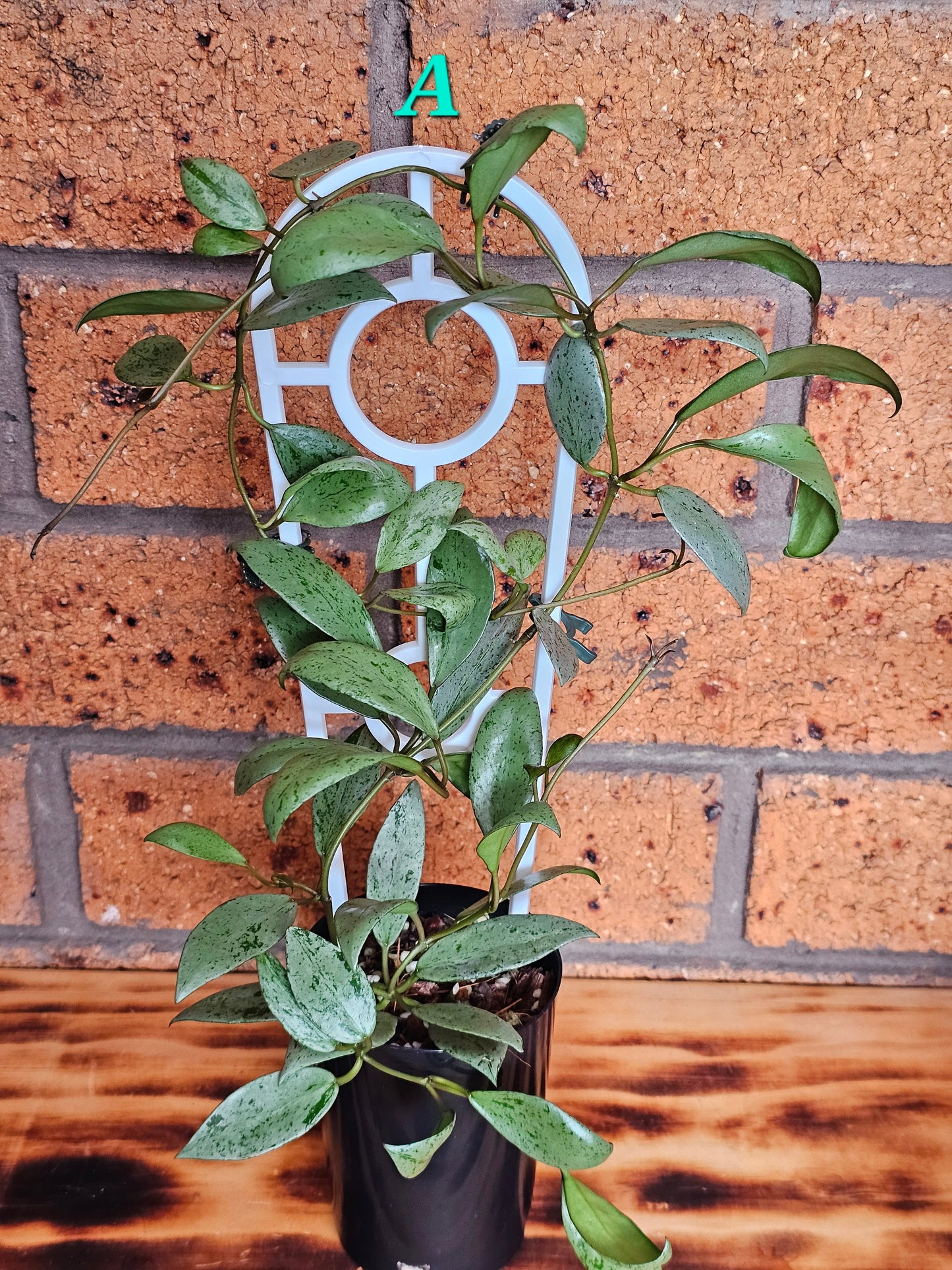 💥🪴 Hoya lacunosa 'Sulcata' 🪴💥