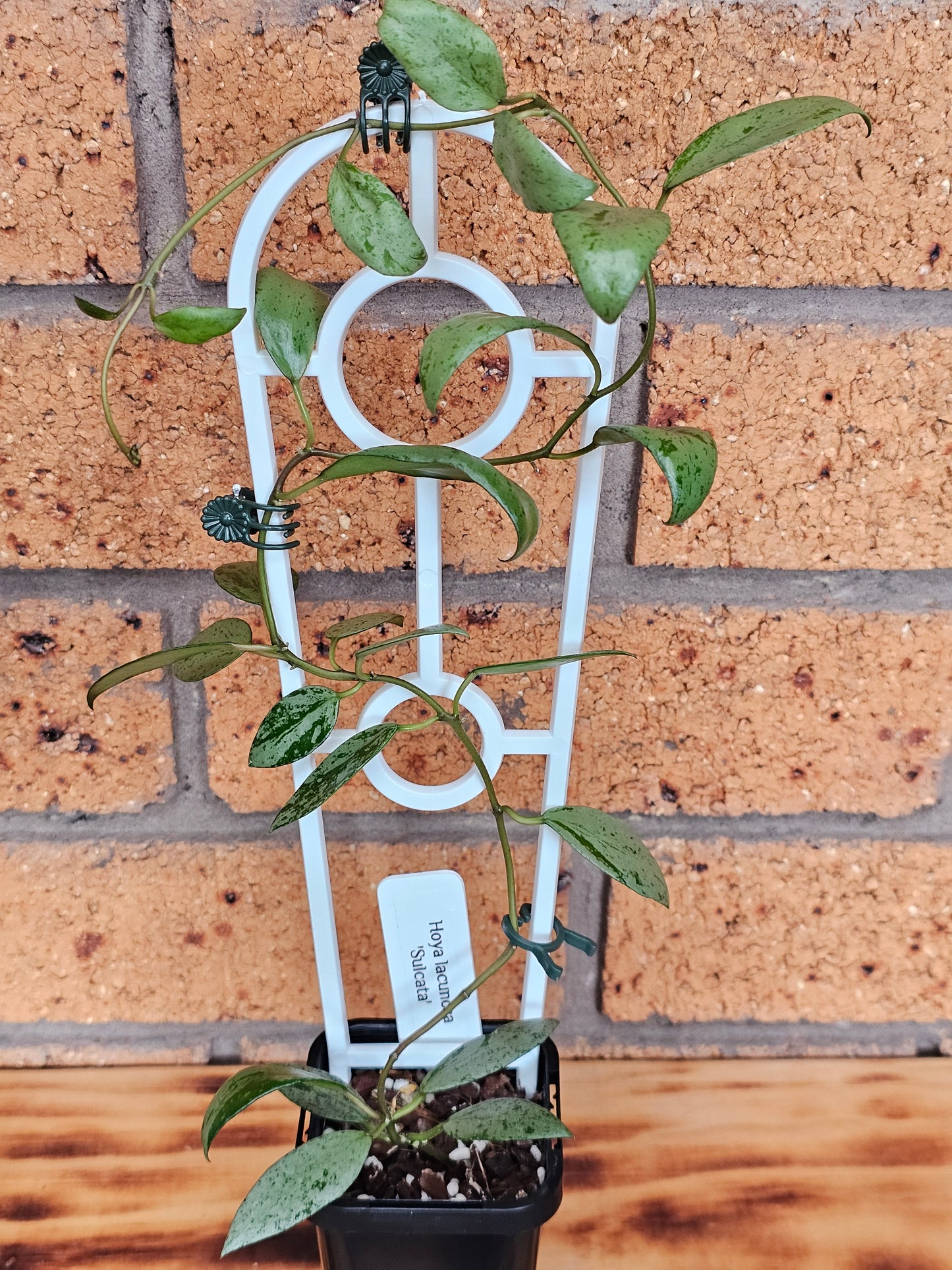 💥🪴 Hoya lacunosa 'Sulcata' 🪴💥