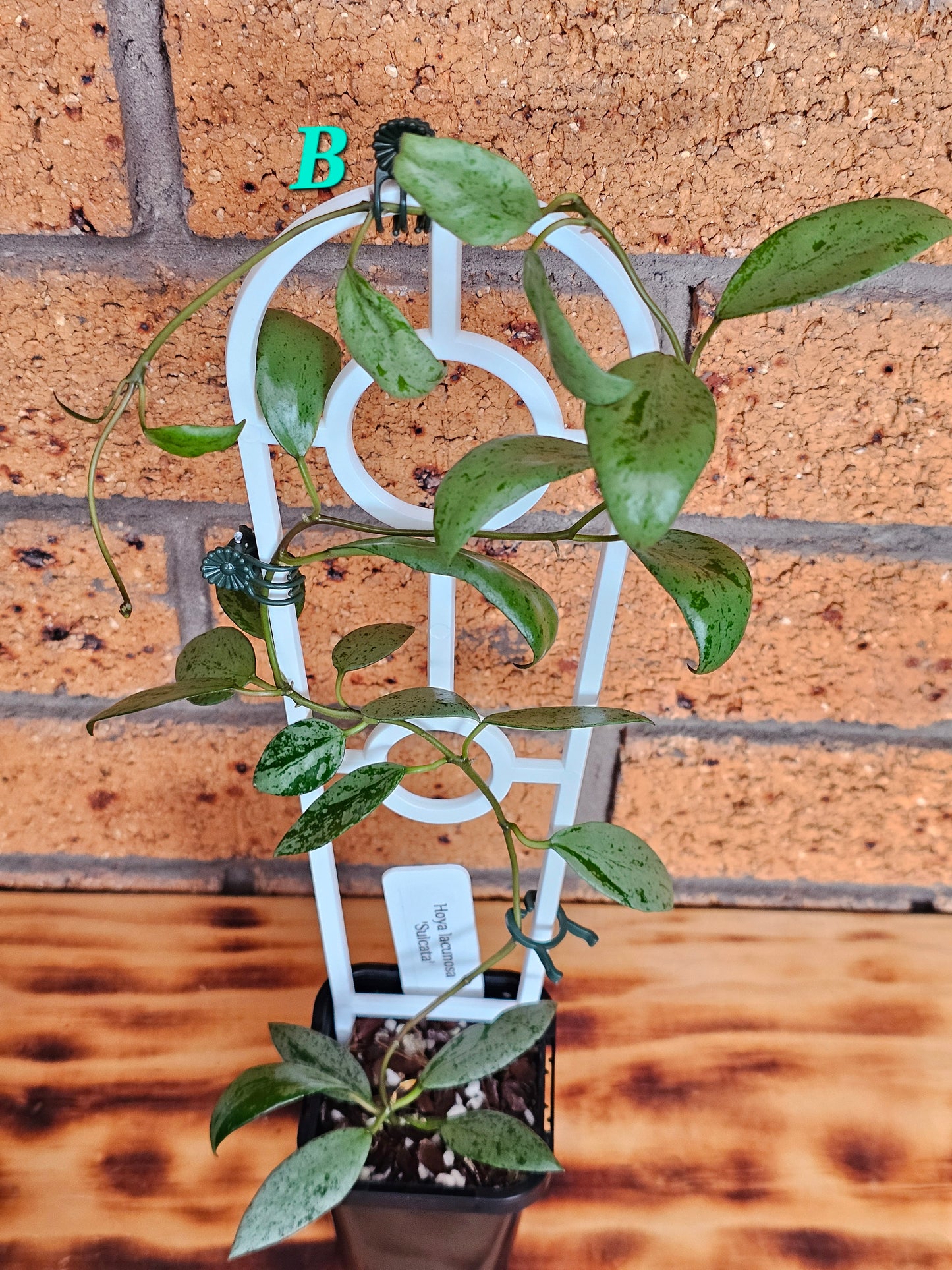 💥🪴 Hoya lacunosa 'Sulcata' 🪴💥