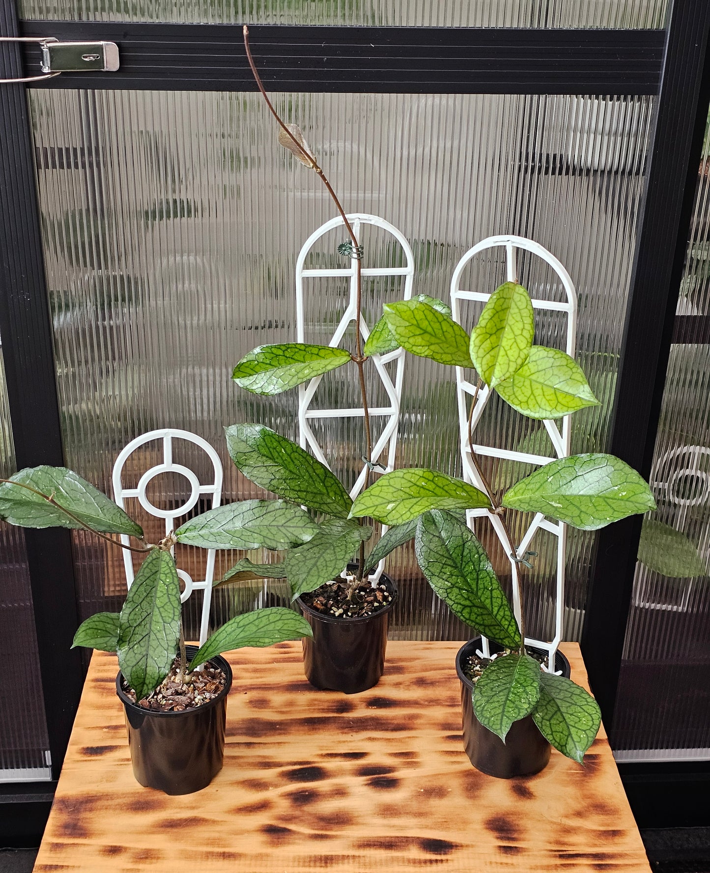 💥Hoya sp. Lampung💥