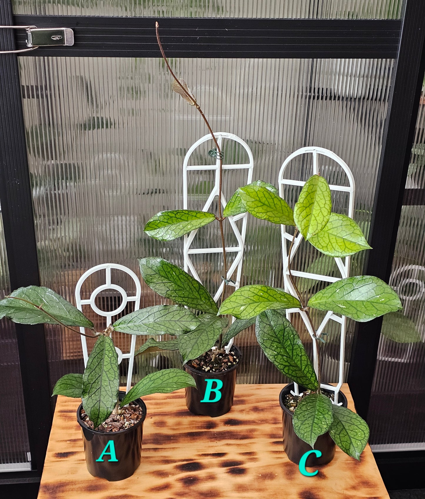 💥Hoya sp. Lampung💥