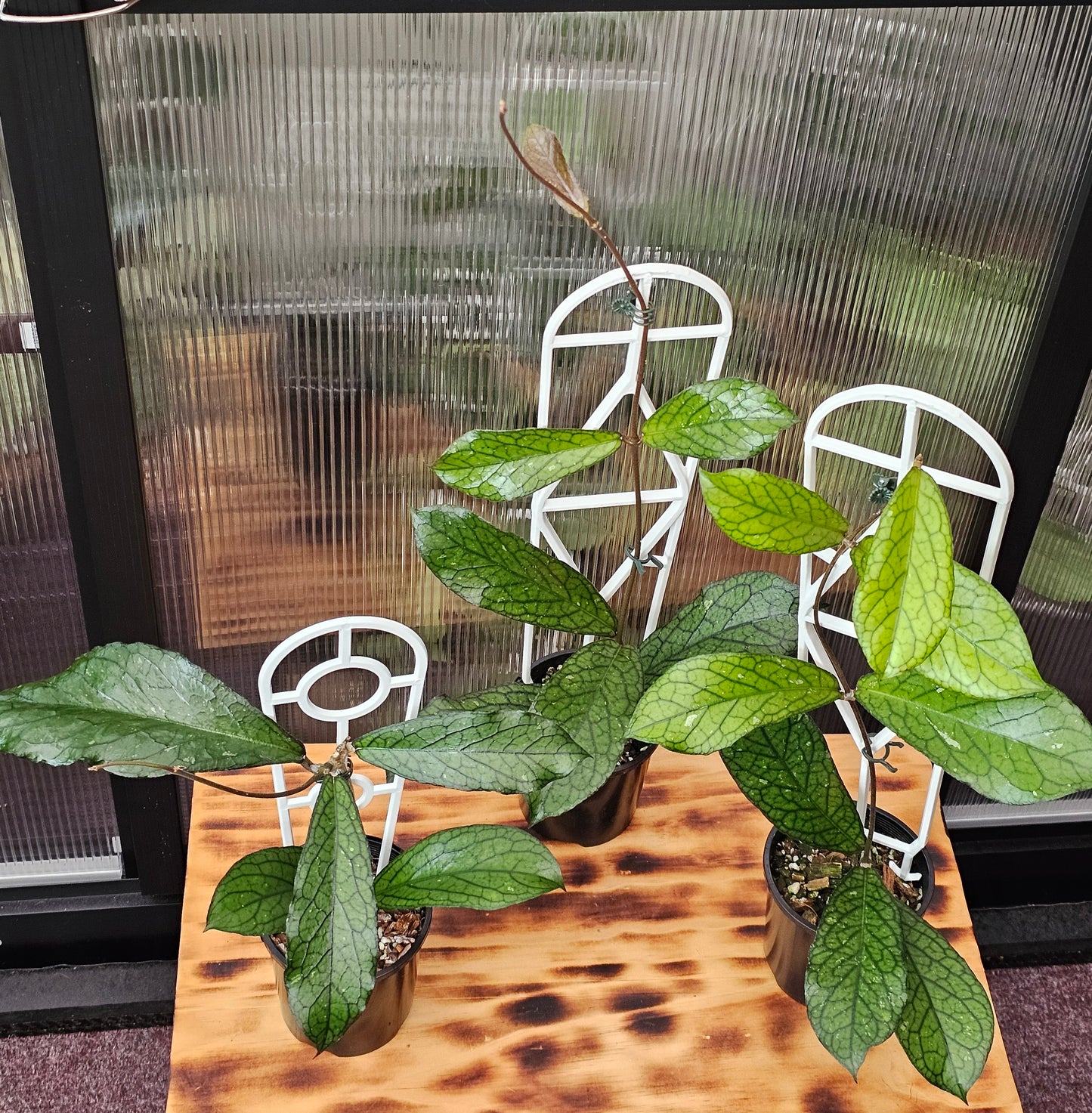 💥Hoya sp. Lampung💥