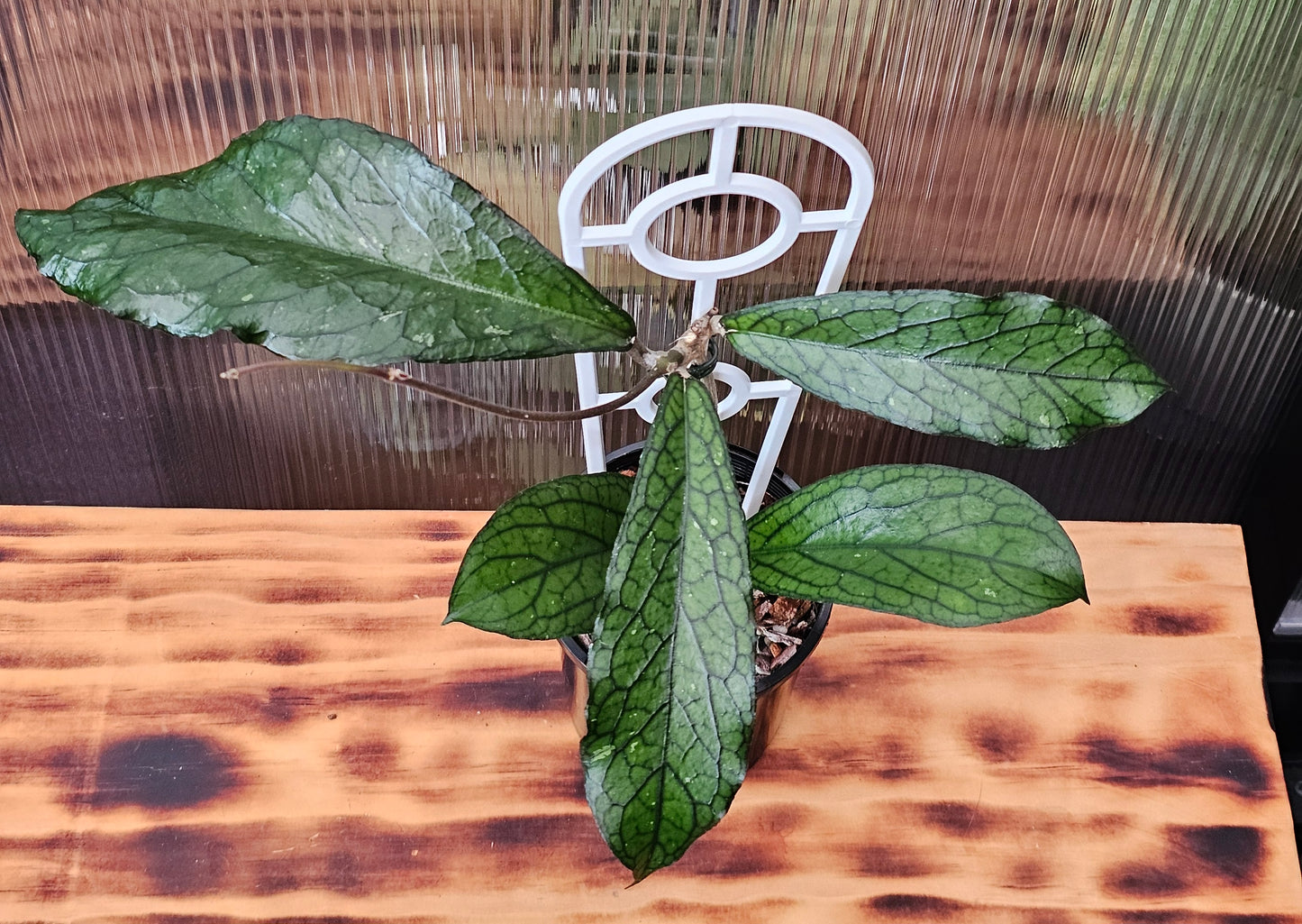 💥Hoya sp. Lampung💥