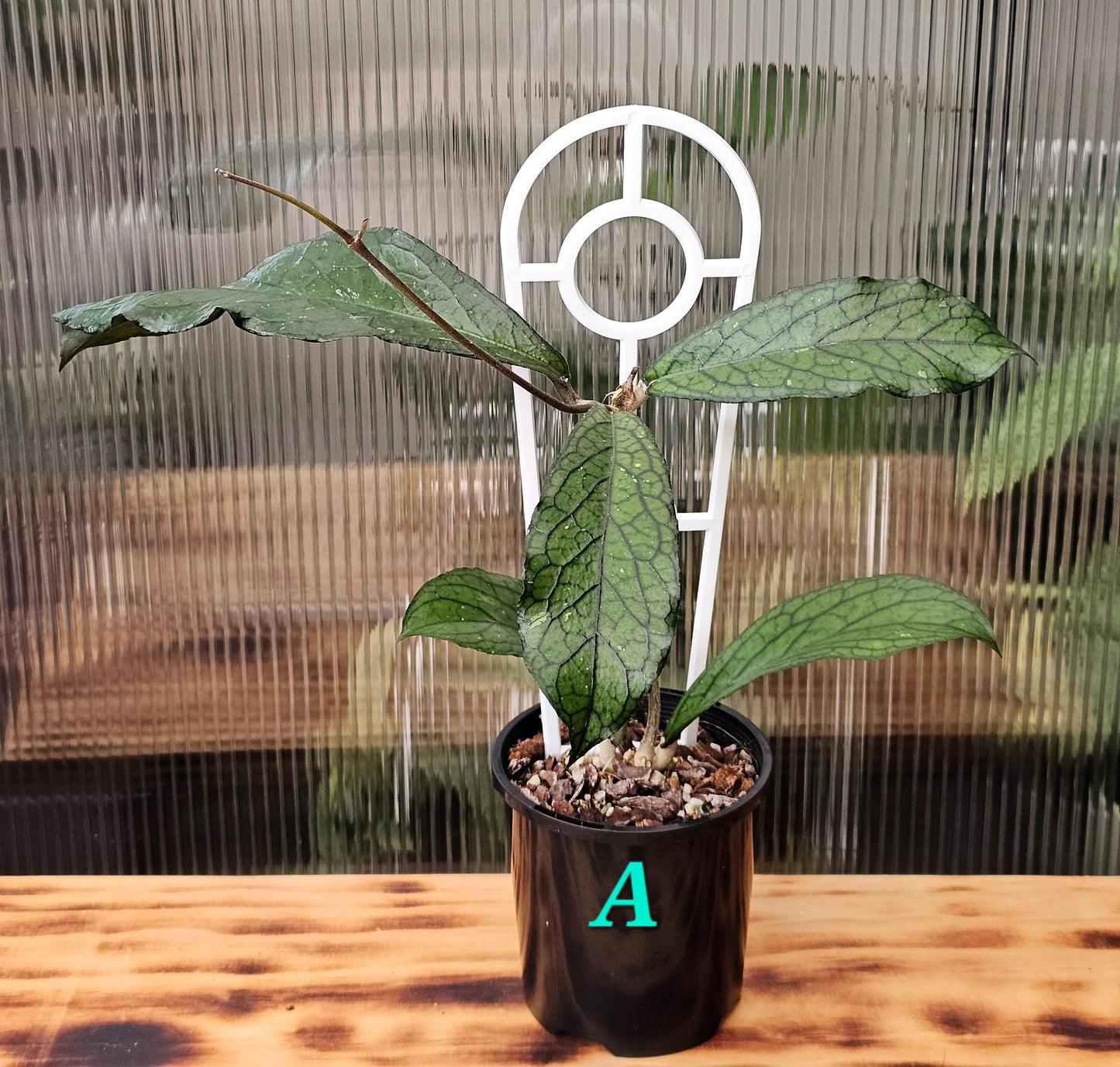 💥Hoya sp. Lampung💥