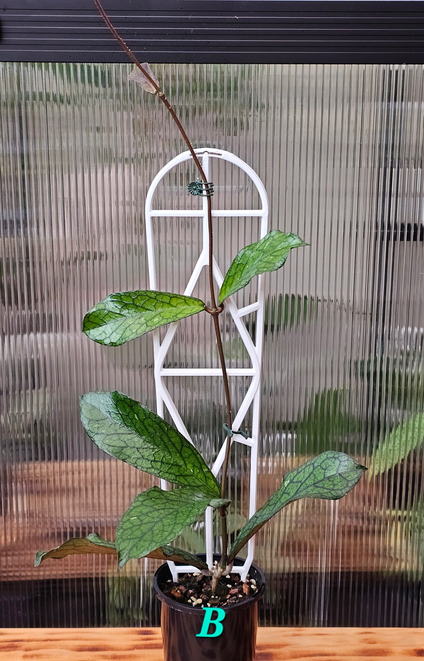 💥Hoya sp. Lampung💥