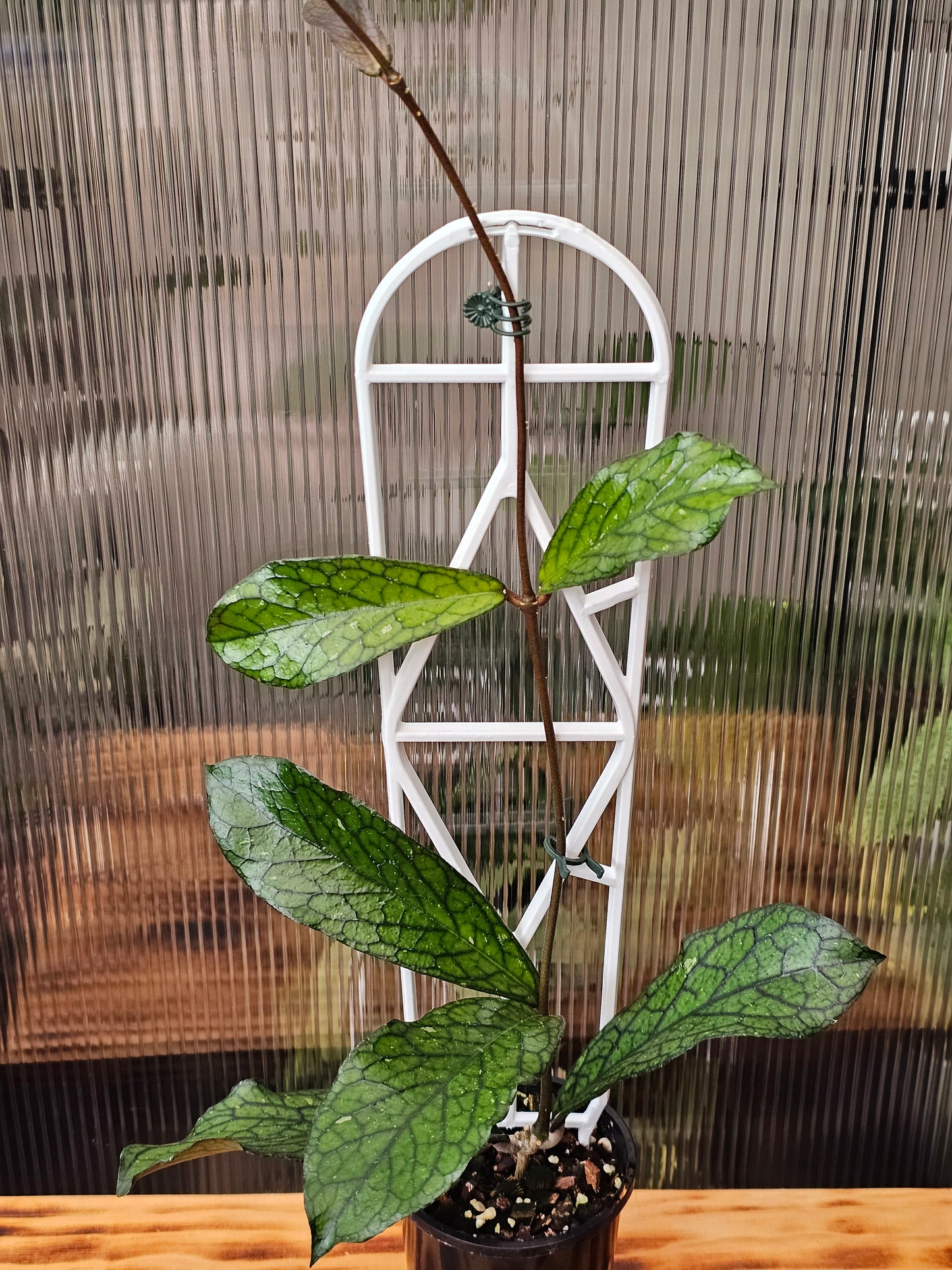 💥Hoya sp. Lampung💥