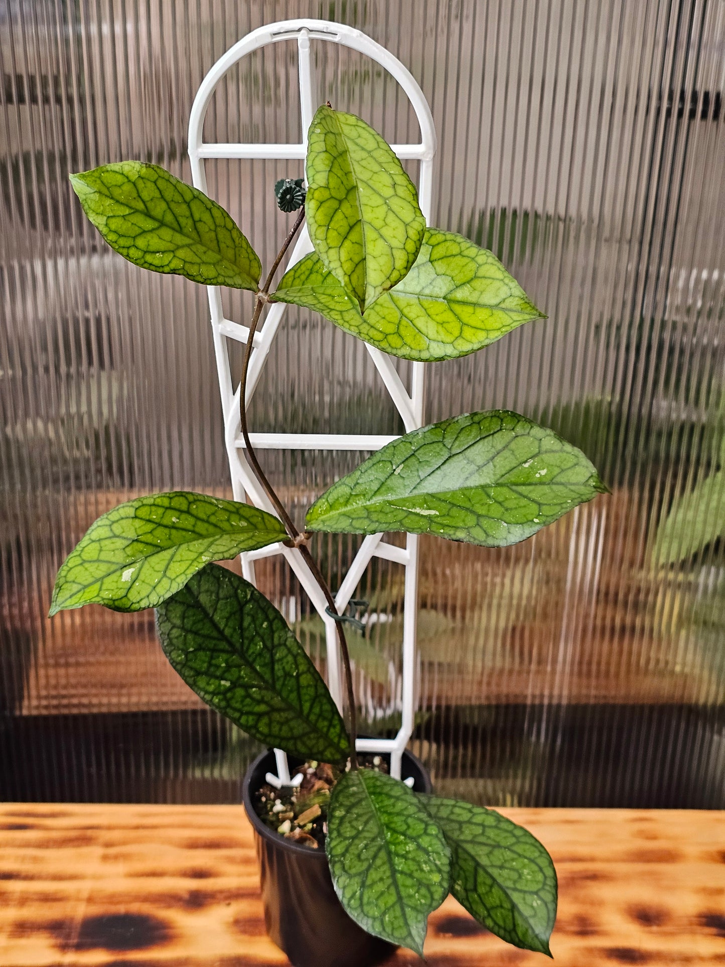 💥Hoya sp. Lampung💥