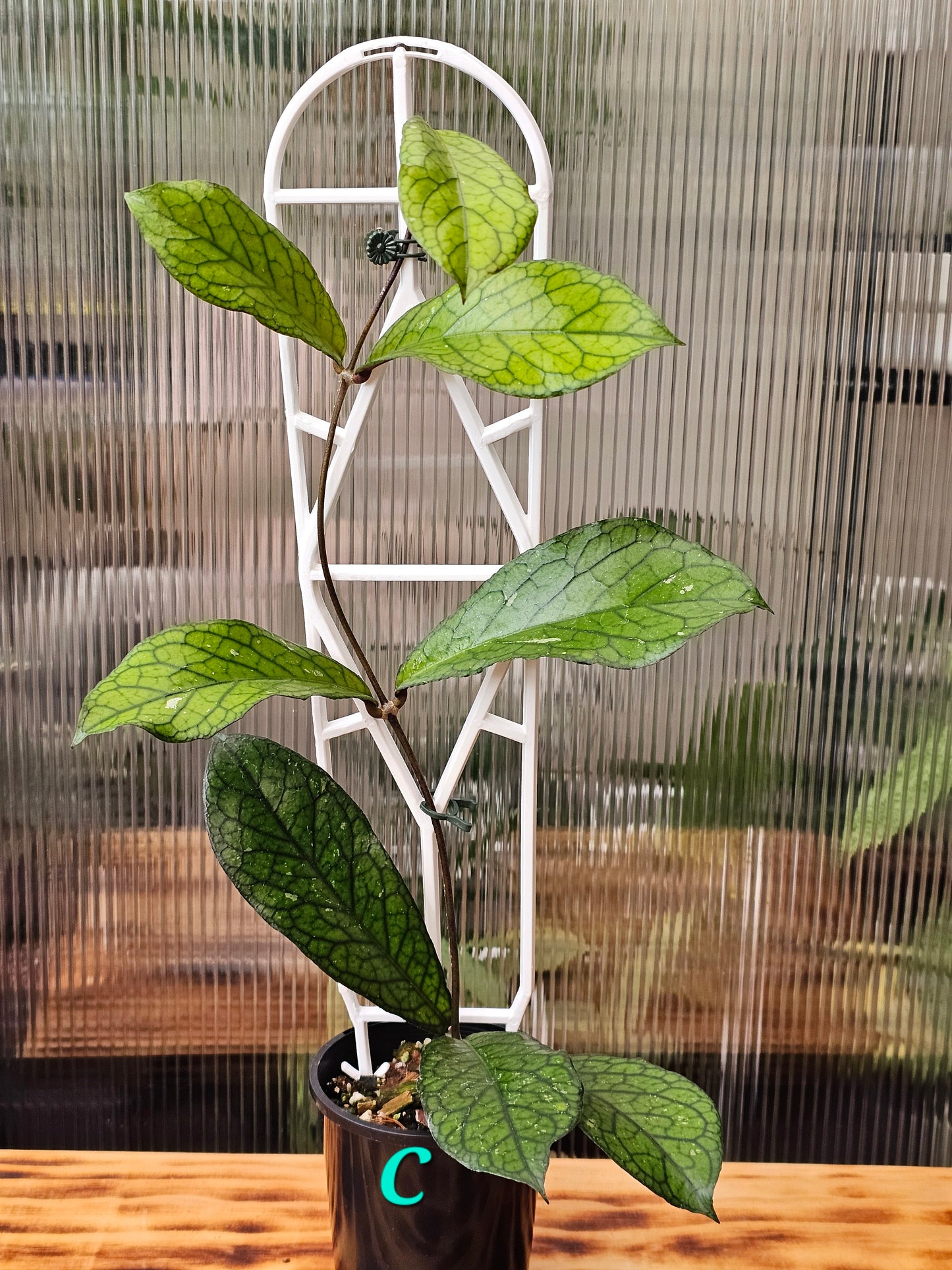 💥Hoya sp. Lampung💥