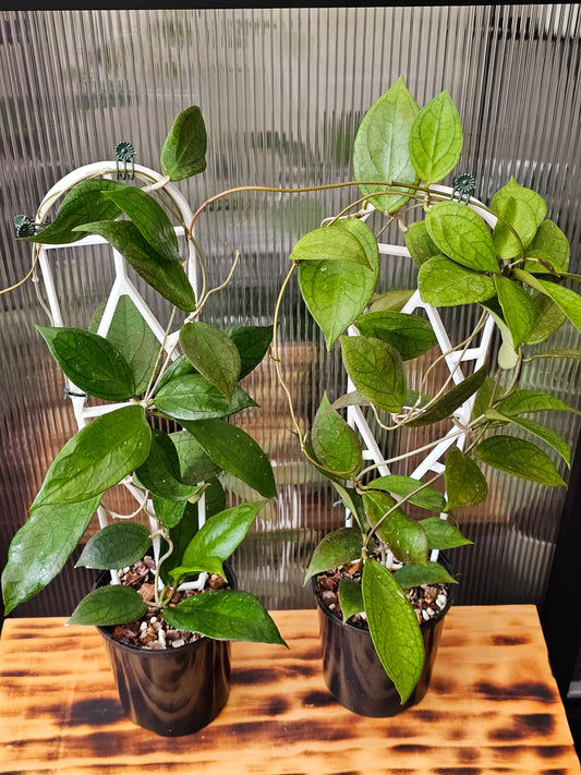 💥 Hoya 'Tequila Sunrise' 💥