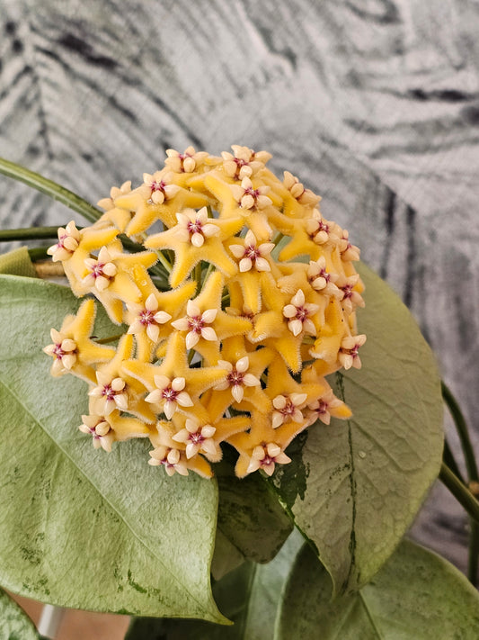 Custom Order for HQ (P3)