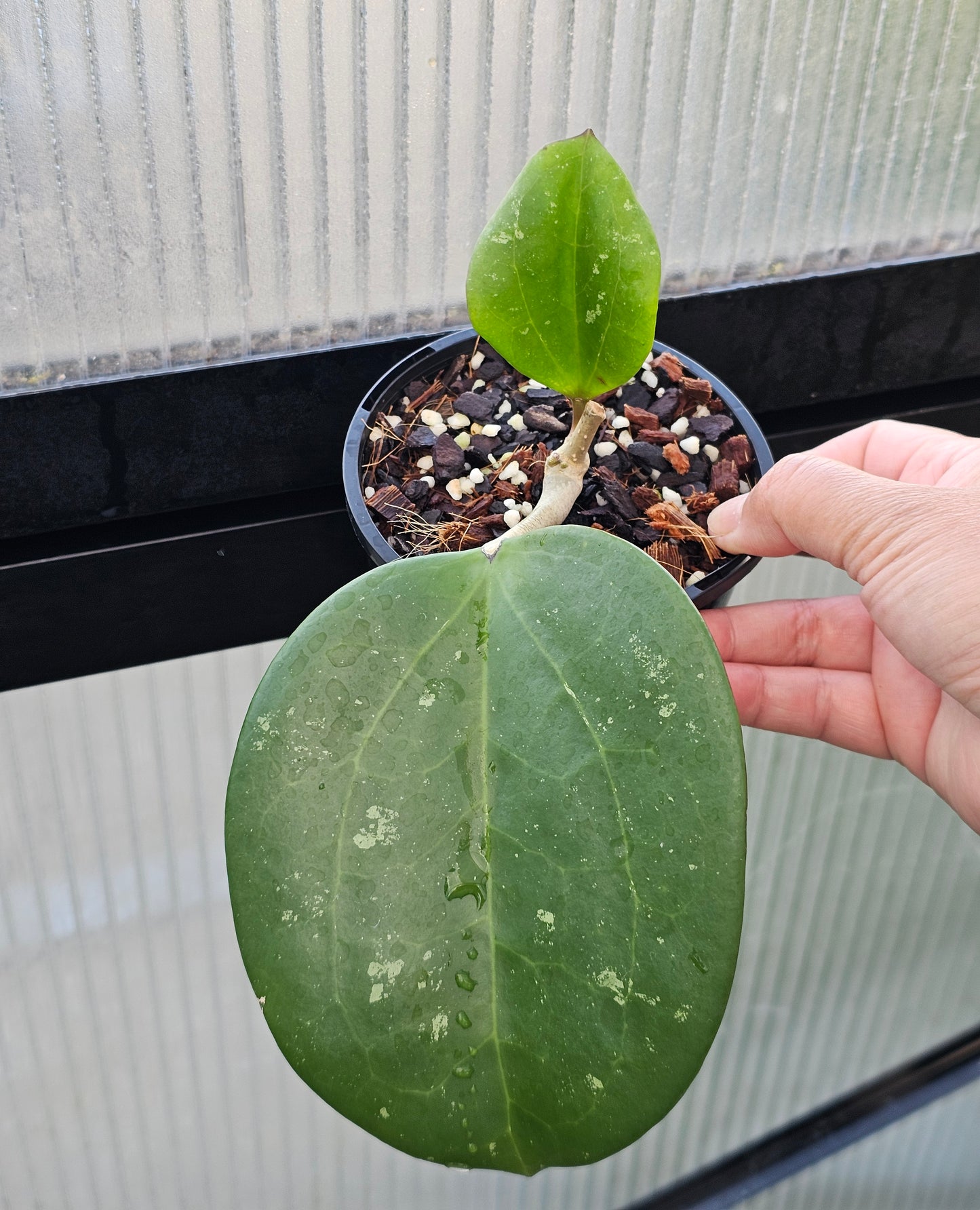 Hoya latifolia  'Dinner Plate'