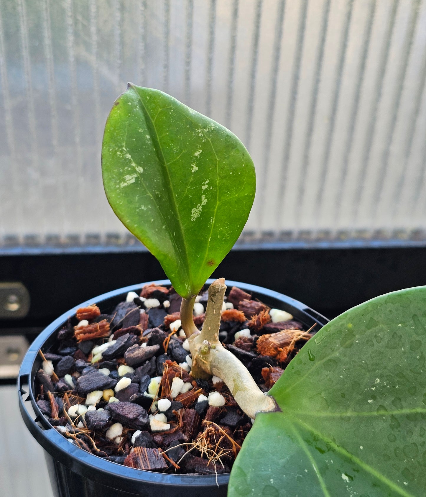 Hoya latifolia  'Dinner Plate'