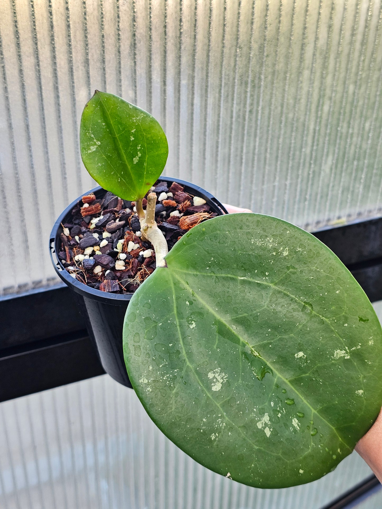 Hoya latifolia  'Dinner Plate'