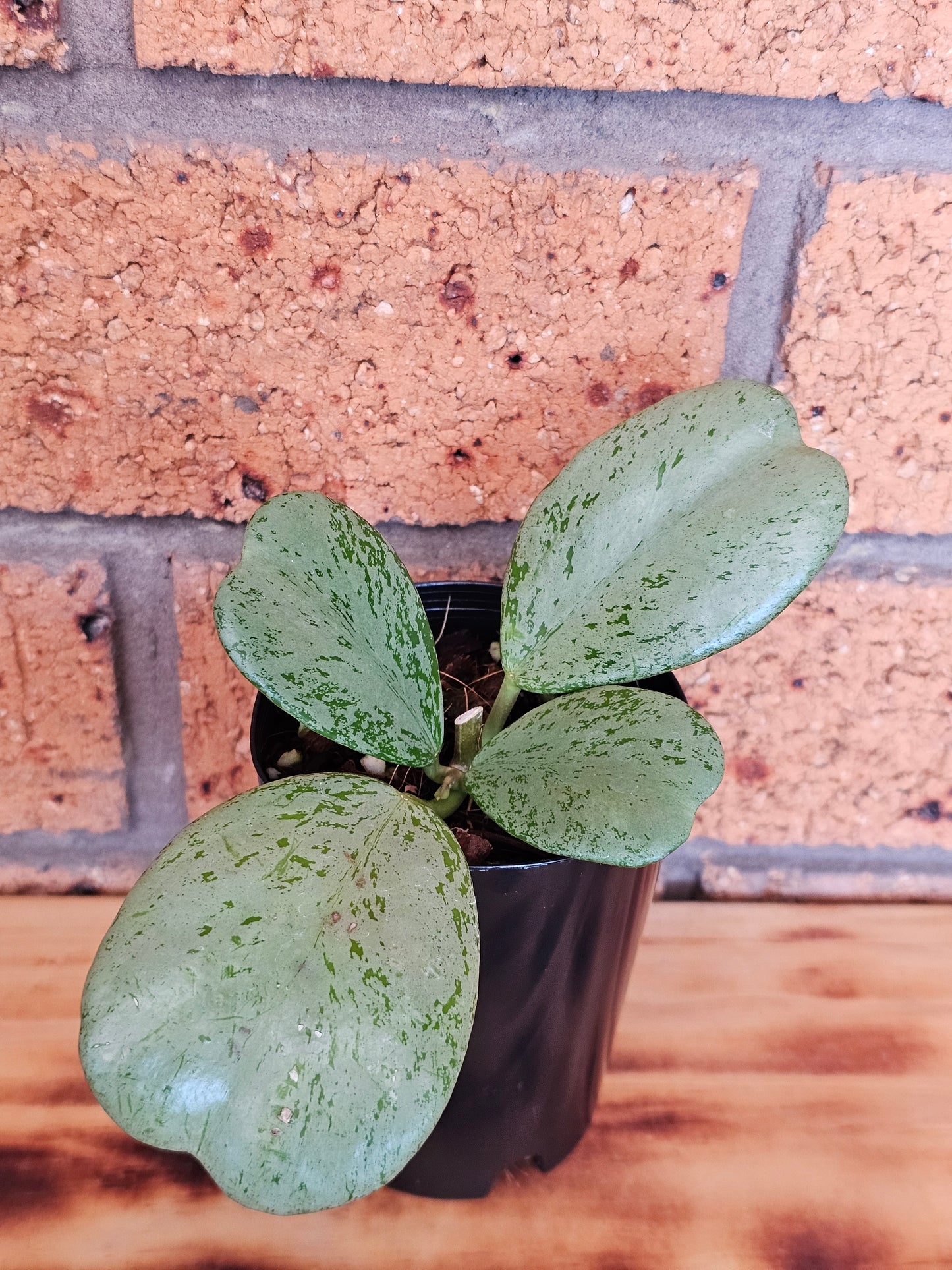 🪴✨️ Hoya Chiang dao 'Silver' ✨️🪴Ultra Rare🦄