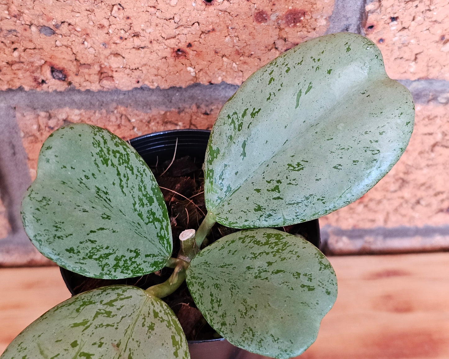 🪴✨️ Hoya Chiang dao 'Silver' ✨️🪴Ultra Rare🦄