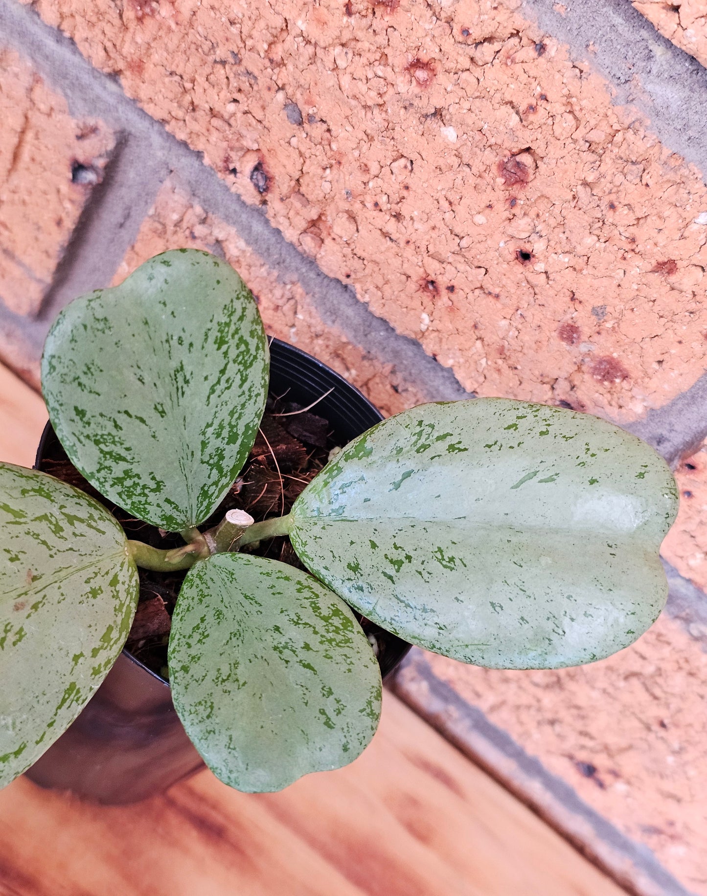 🪴✨️ Hoya Chiang dao 'Silver' ✨️🪴Ultra Rare🦄