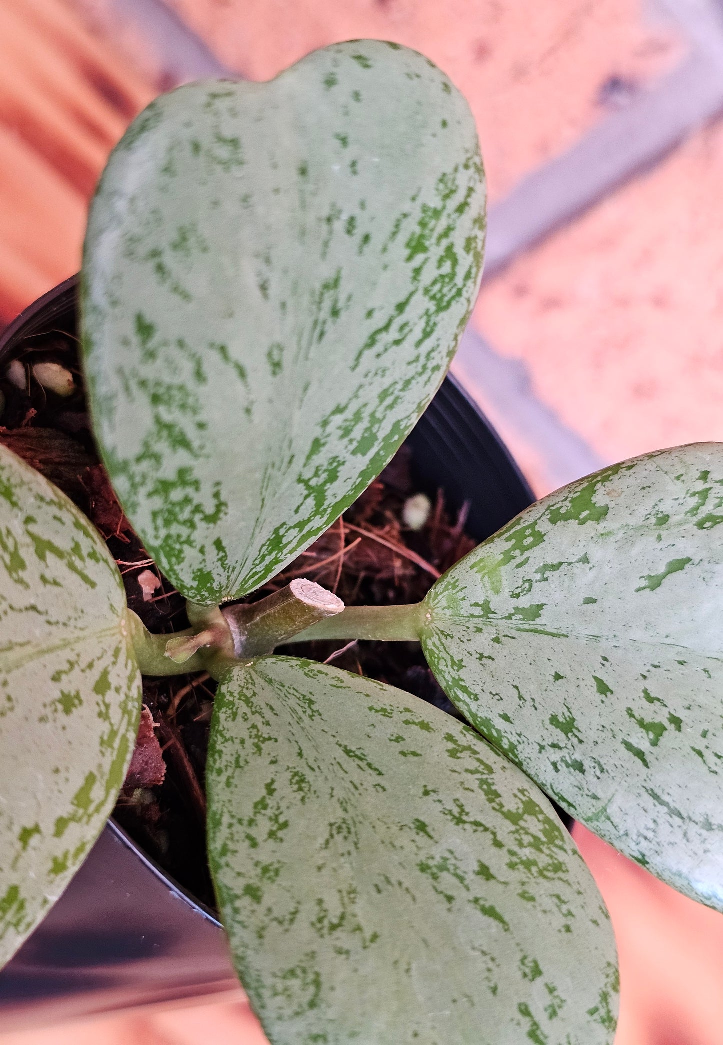 🪴✨️ Hoya Chiang dao 'Silver' ✨️🪴Ultra Rare🦄