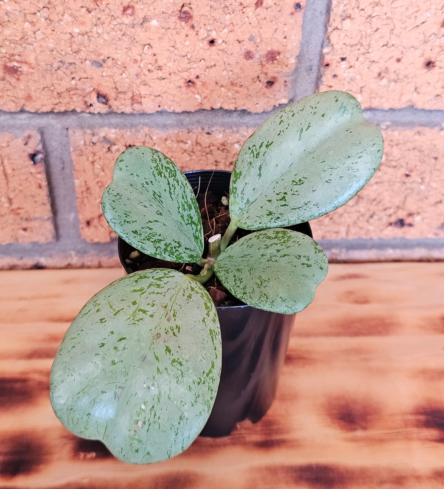 🪴✨️ Hoya Chiang dao 'Silver' ✨️🪴Ultra Rare🦄