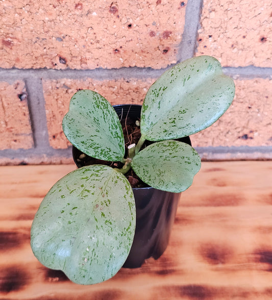 🪴✨️ Hoya Chiang dao 'Silver' ✨️🪴Ultra Rare🦄