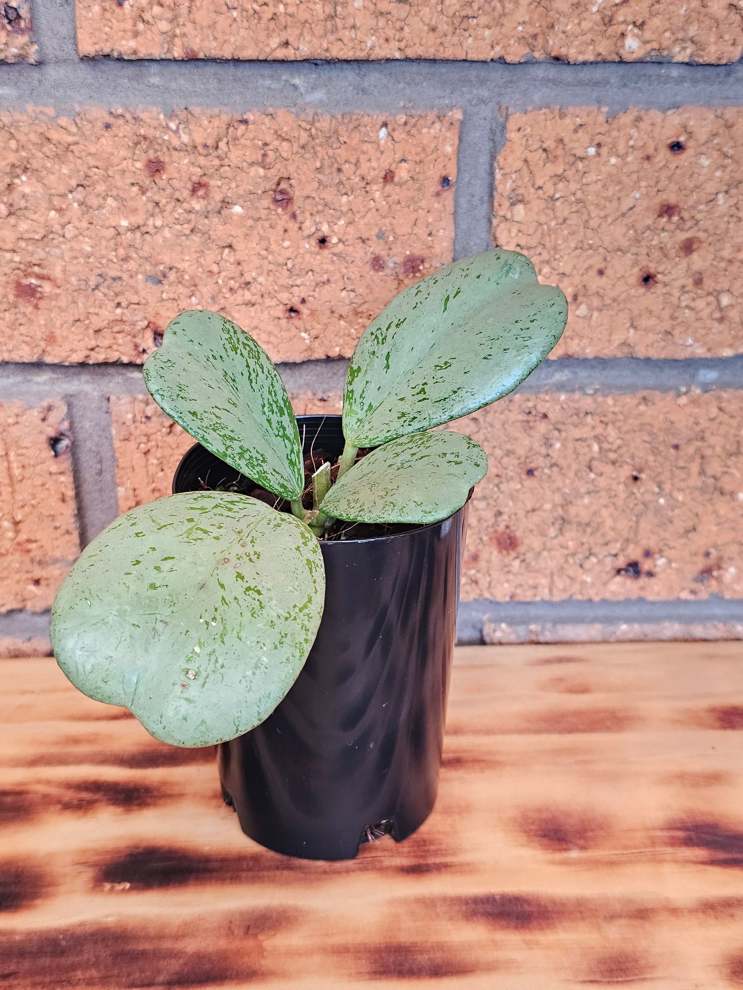 🪴✨️ Hoya Chiang dao 'Silver' ✨️🪴Ultra Rare🦄