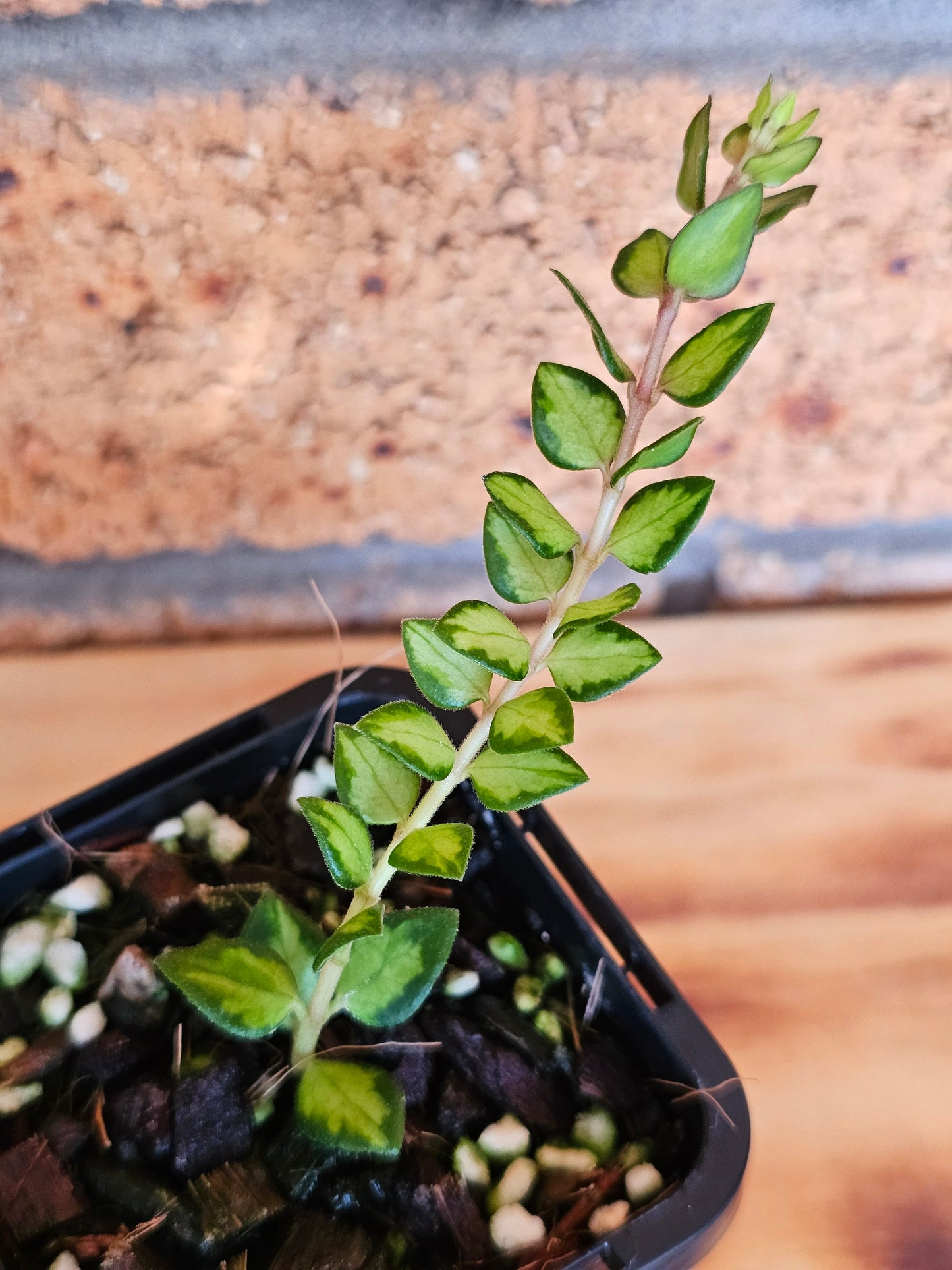 🪴✨️ Hoya chinghungaensis 'Variegated'✨️🪴