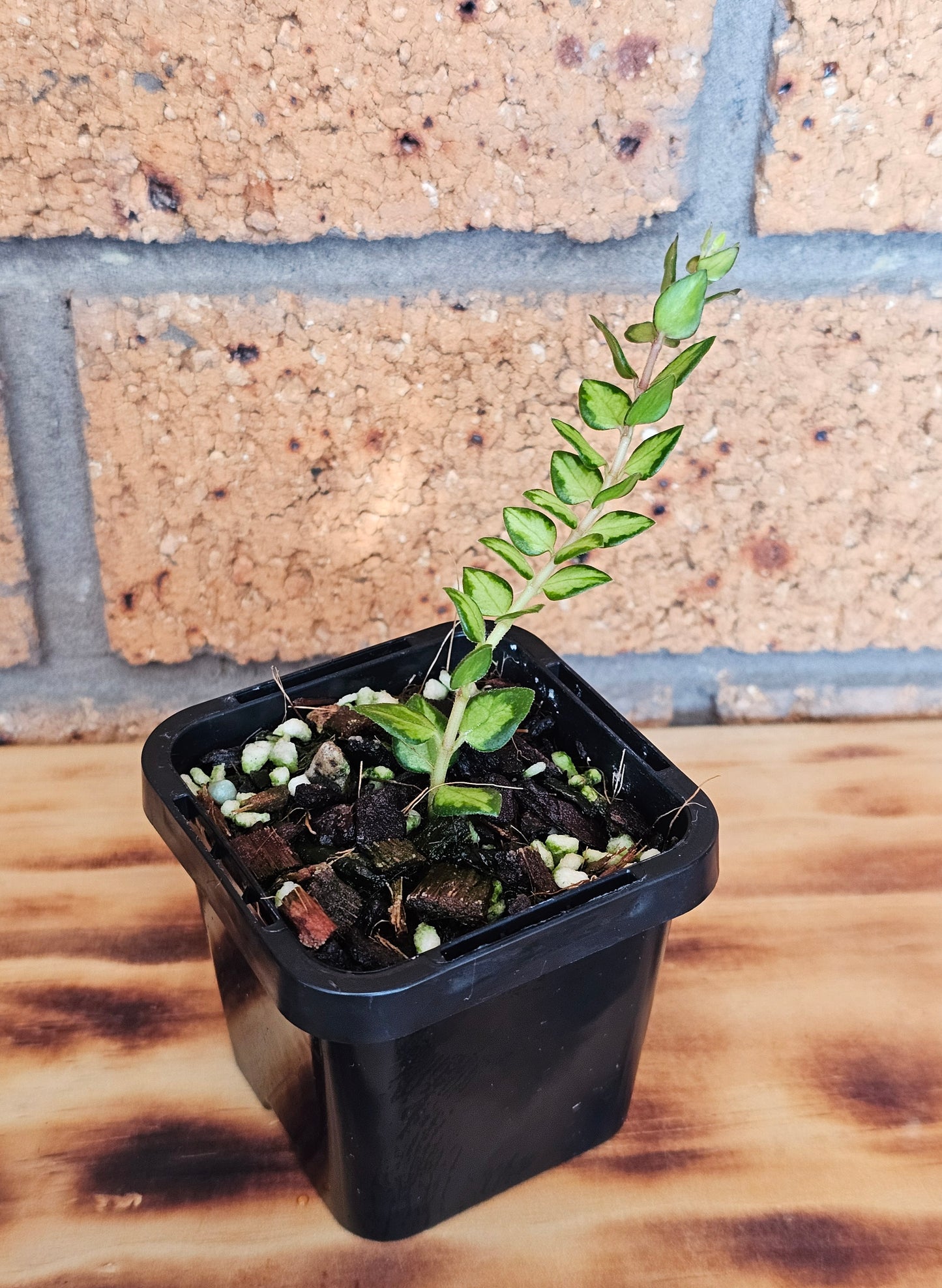 🪴✨️ Hoya chinghungaensis 'Variegated'✨️🪴