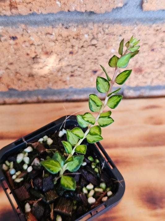 🪴✨️ Hoya chinghungaensis 'Variegated'✨️🪴