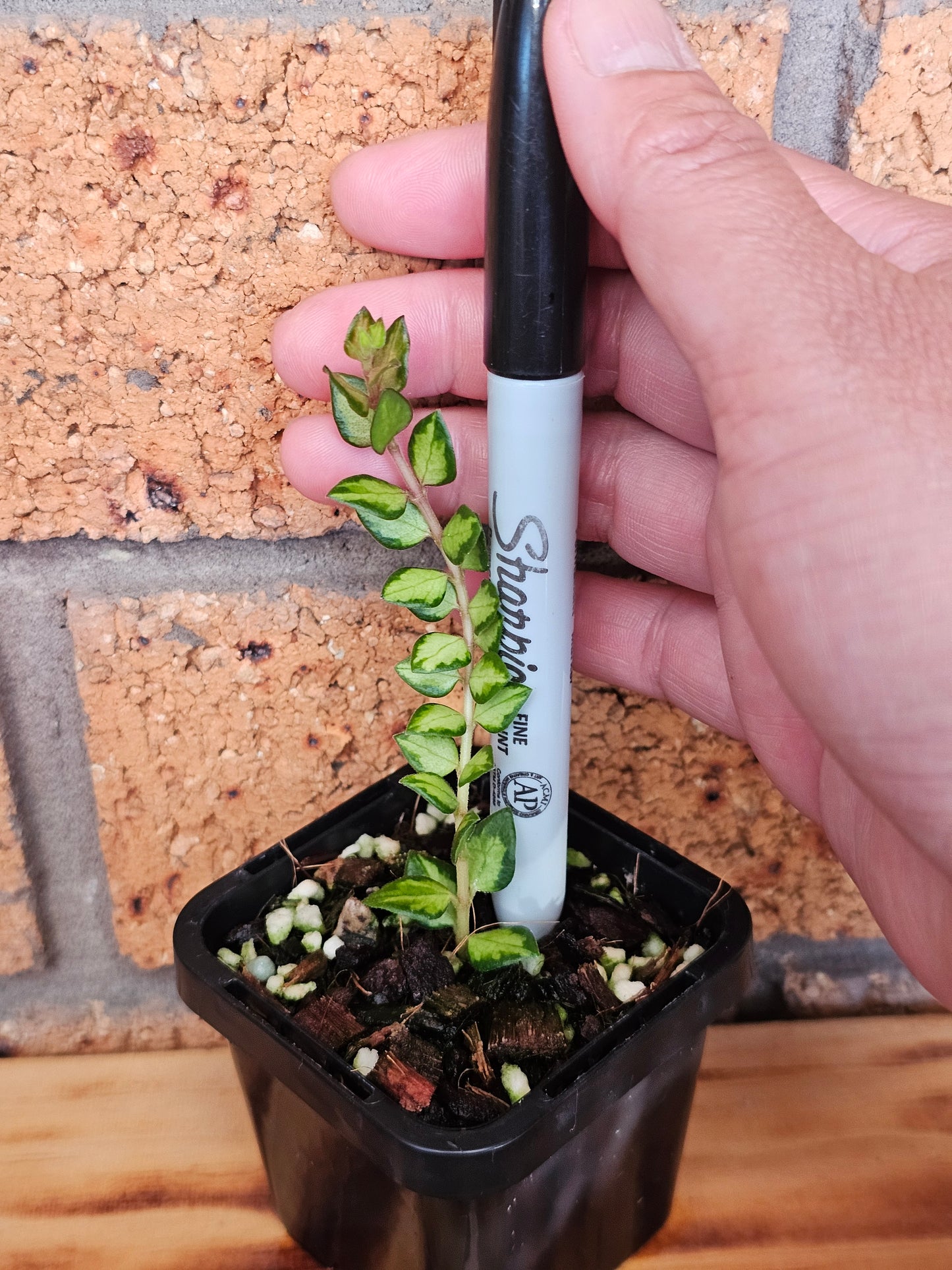 🪴✨️ Hoya chinghungaensis 'Variegated'✨️🪴