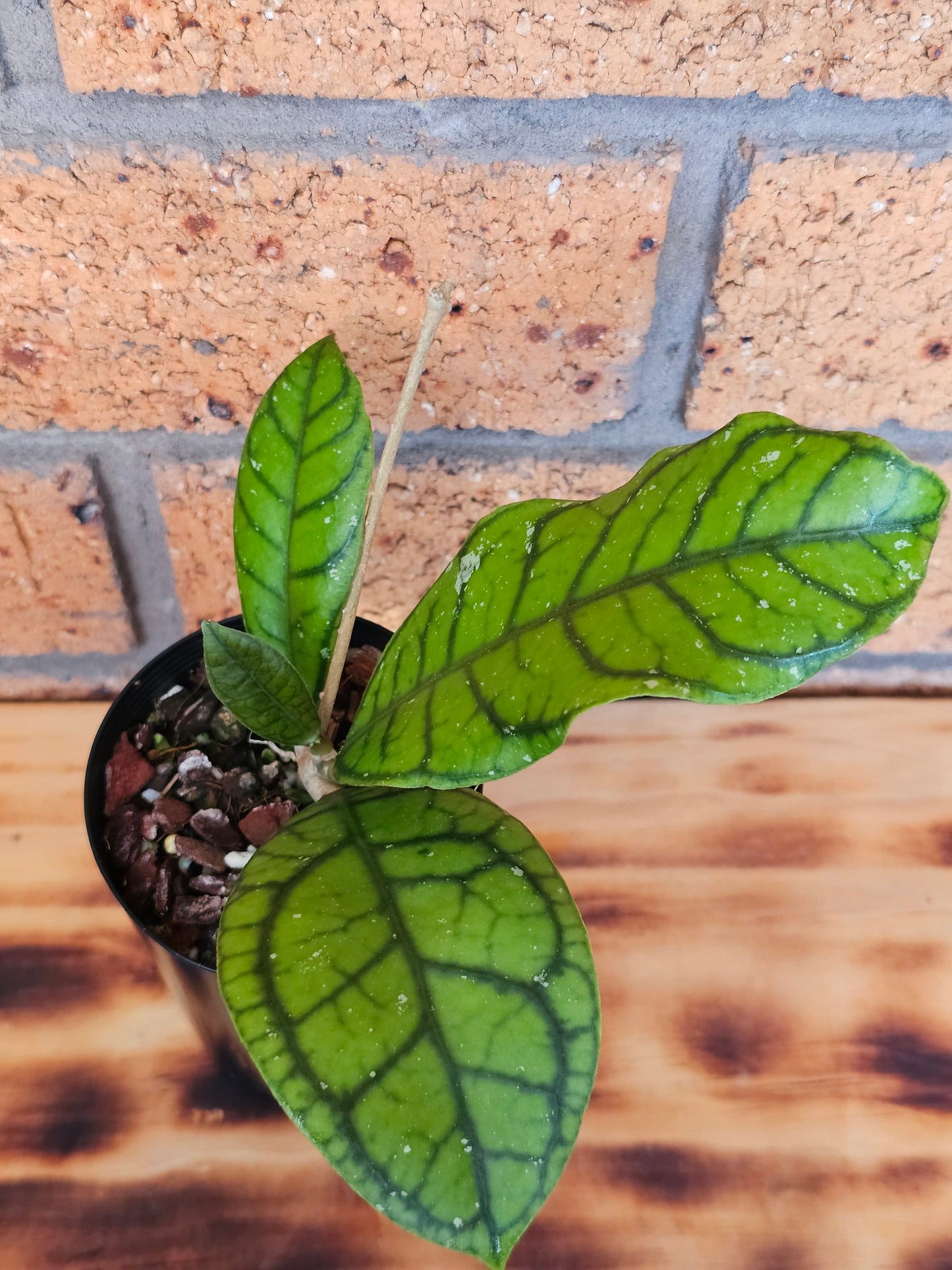 🪴✨️ Hoya callistophylla  'Vena' ✨️🪴