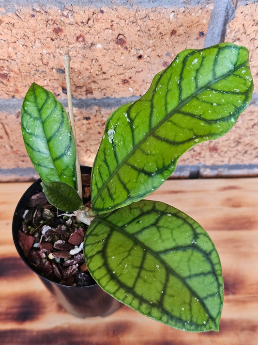 🪴✨️ Hoya callistophylla  'Vena' ✨️🪴