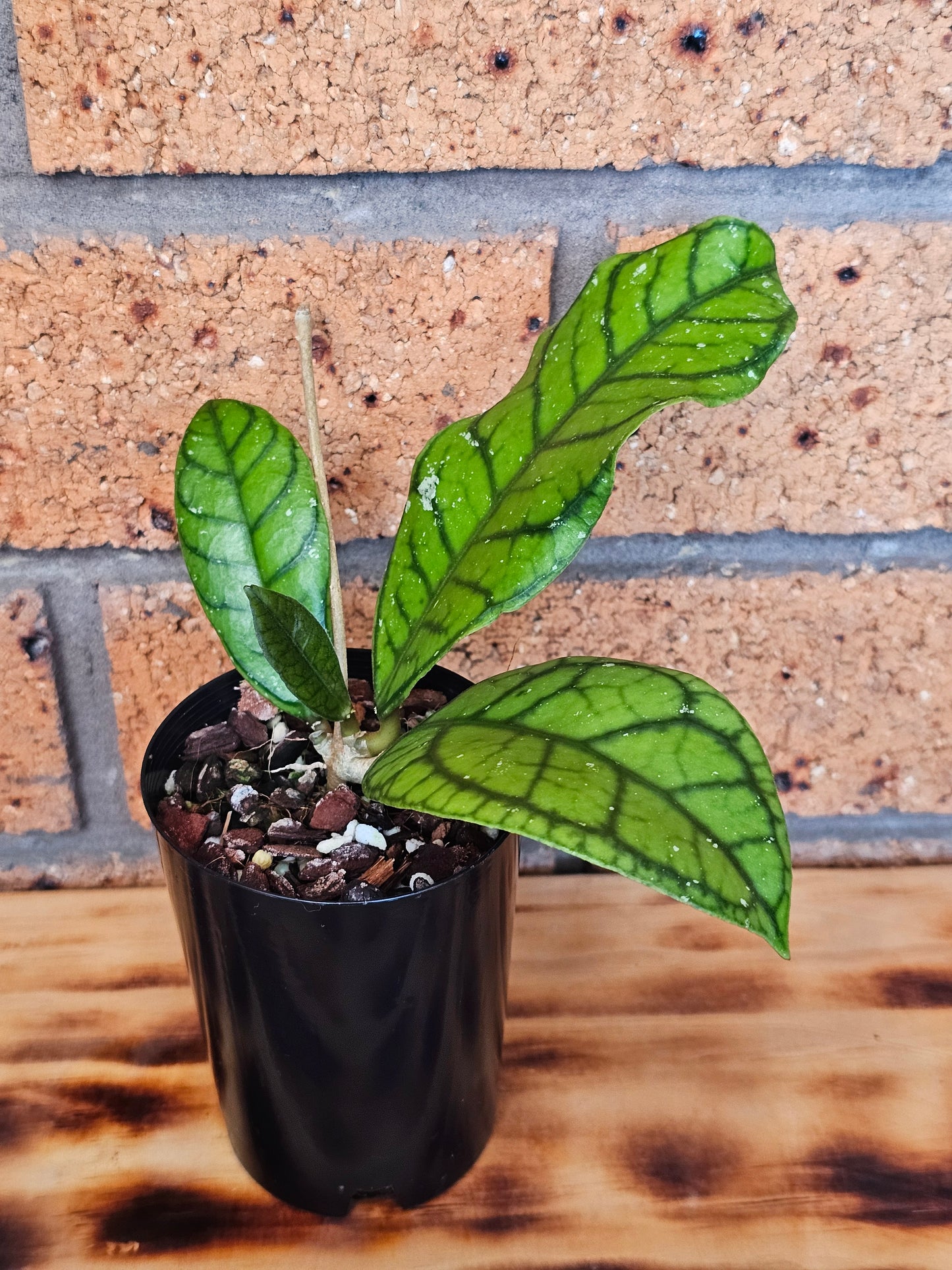 🪴✨️ Hoya callistophylla  'Vena' ✨️🪴