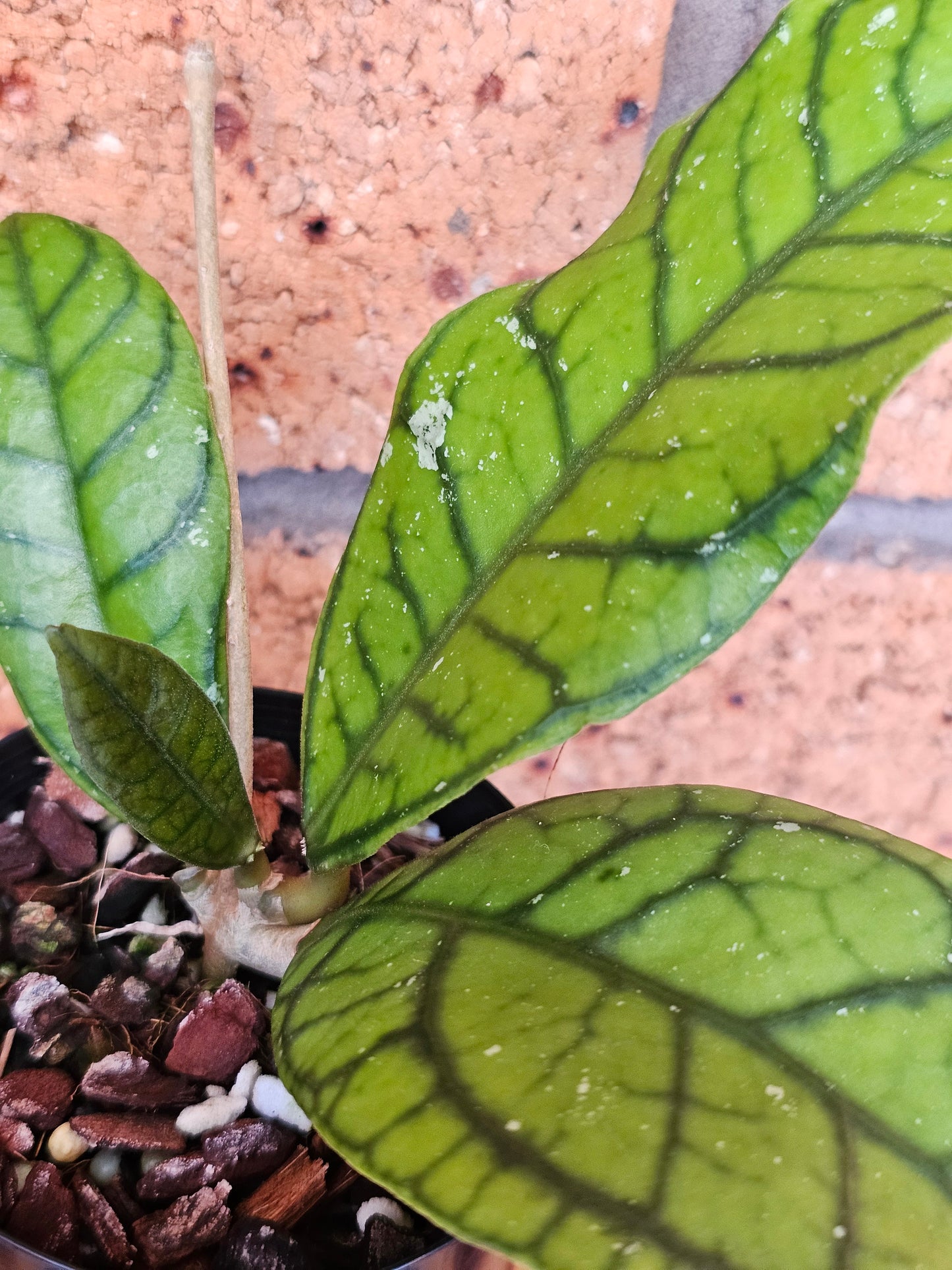 🪴✨️ Hoya callistophylla  'Vena' ✨️🪴