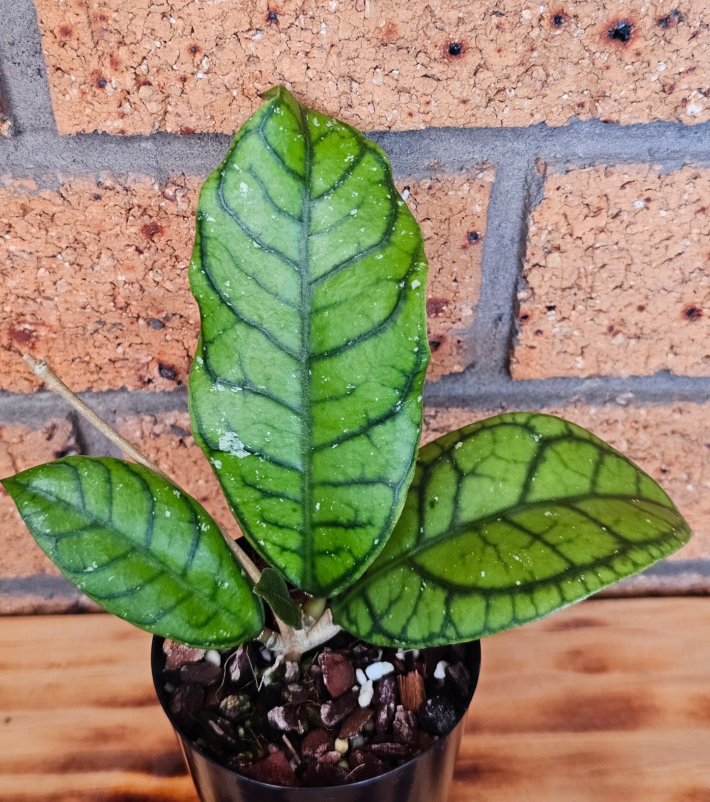 🪴✨️ Hoya callistophylla  'Vena' ✨️🪴