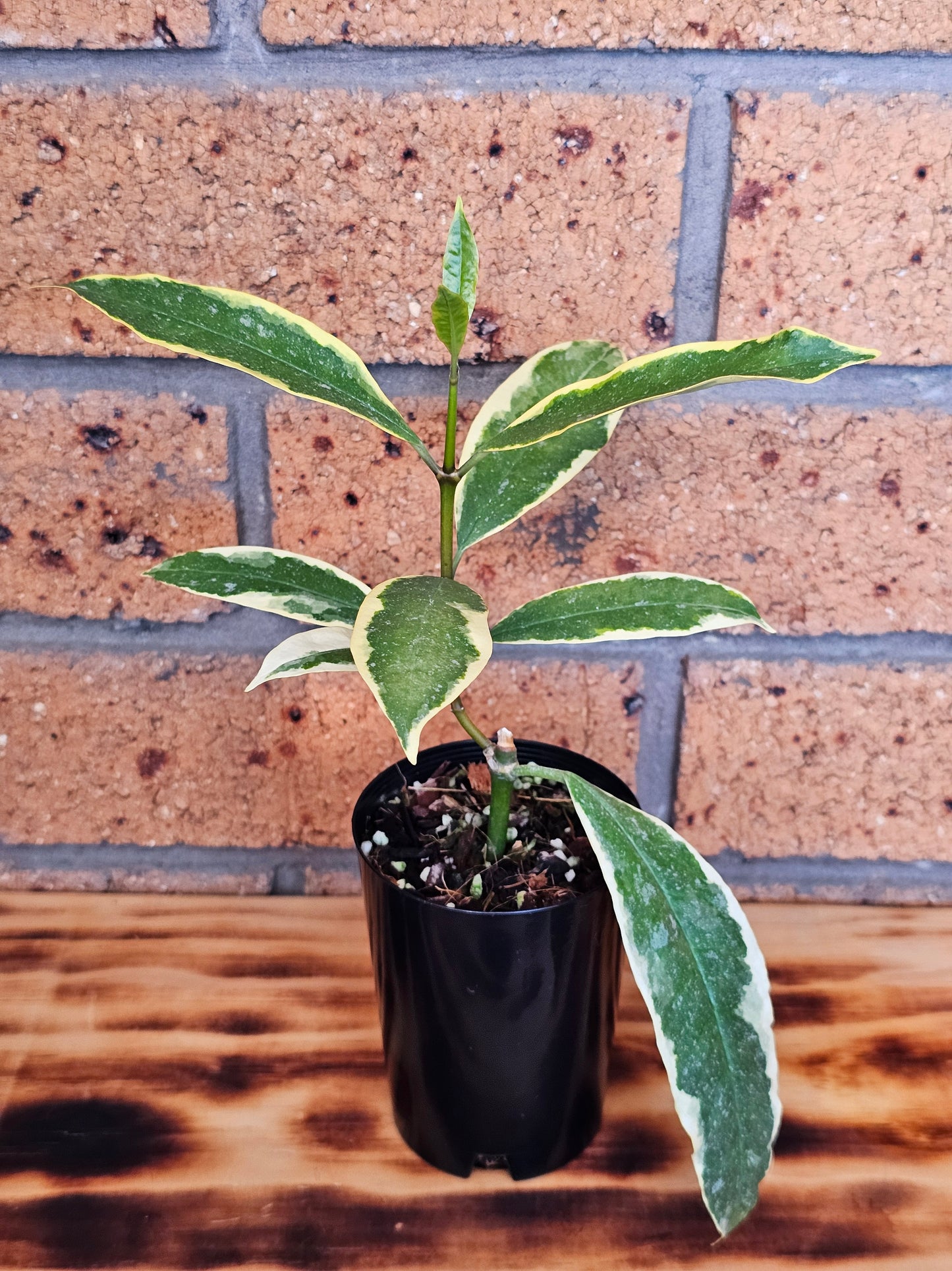 🪴💥 Hoya multiflora  'Albomarginata' 💥🪴