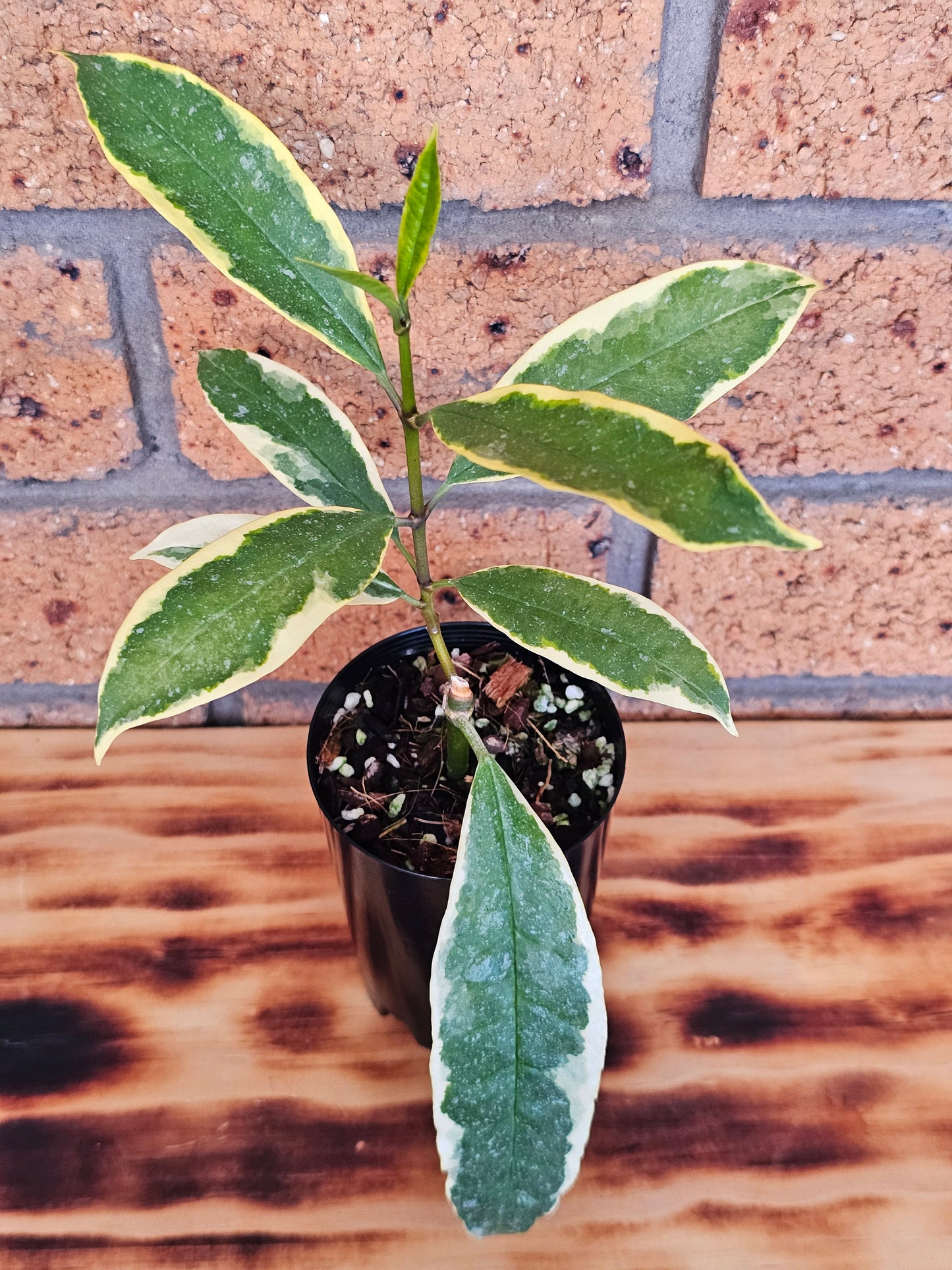 🪴💥 Hoya multiflora  'Albomarginata' 💥🪴