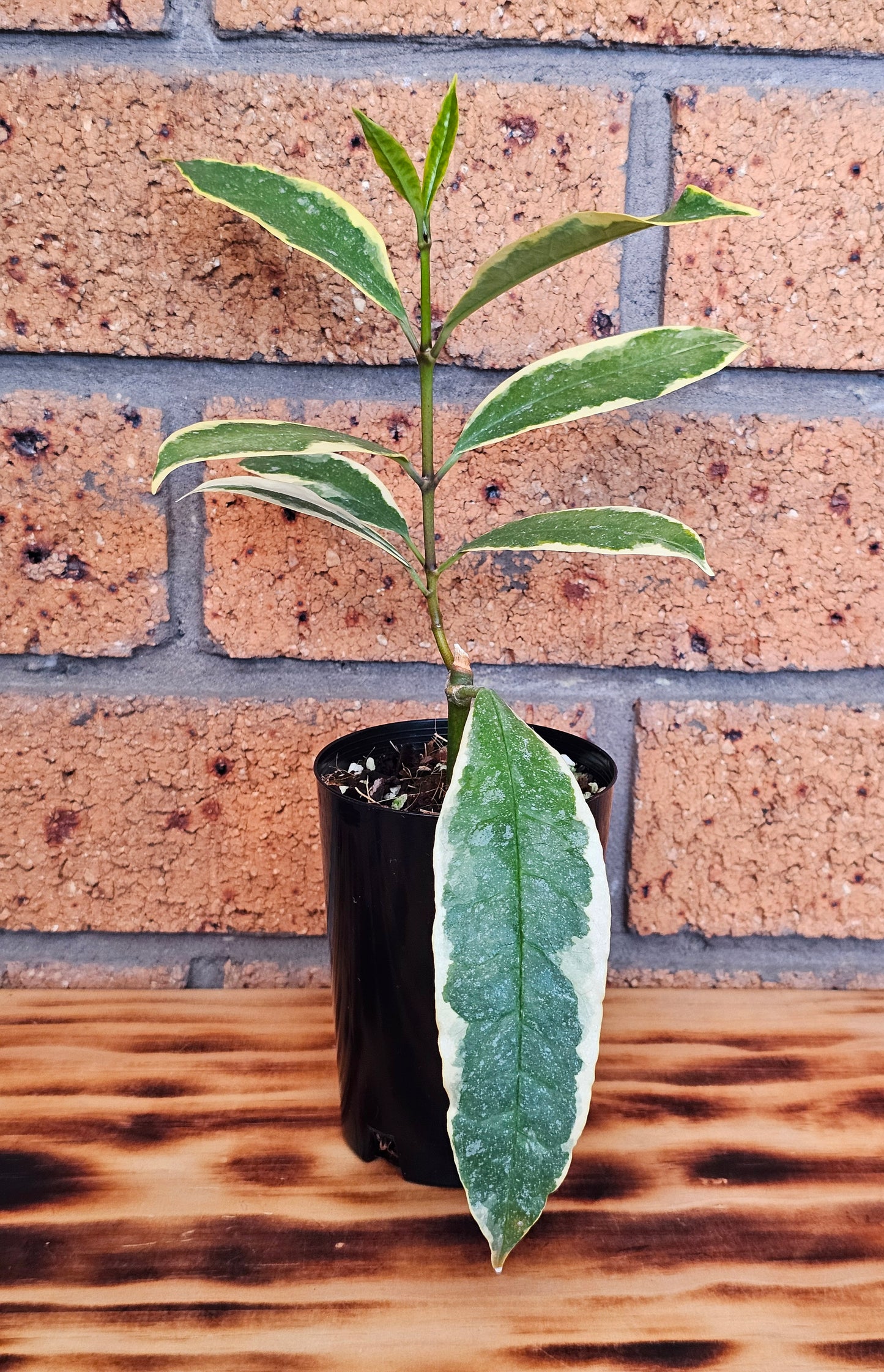 🪴💥 Hoya multiflora  'Albomarginata' 💥🪴