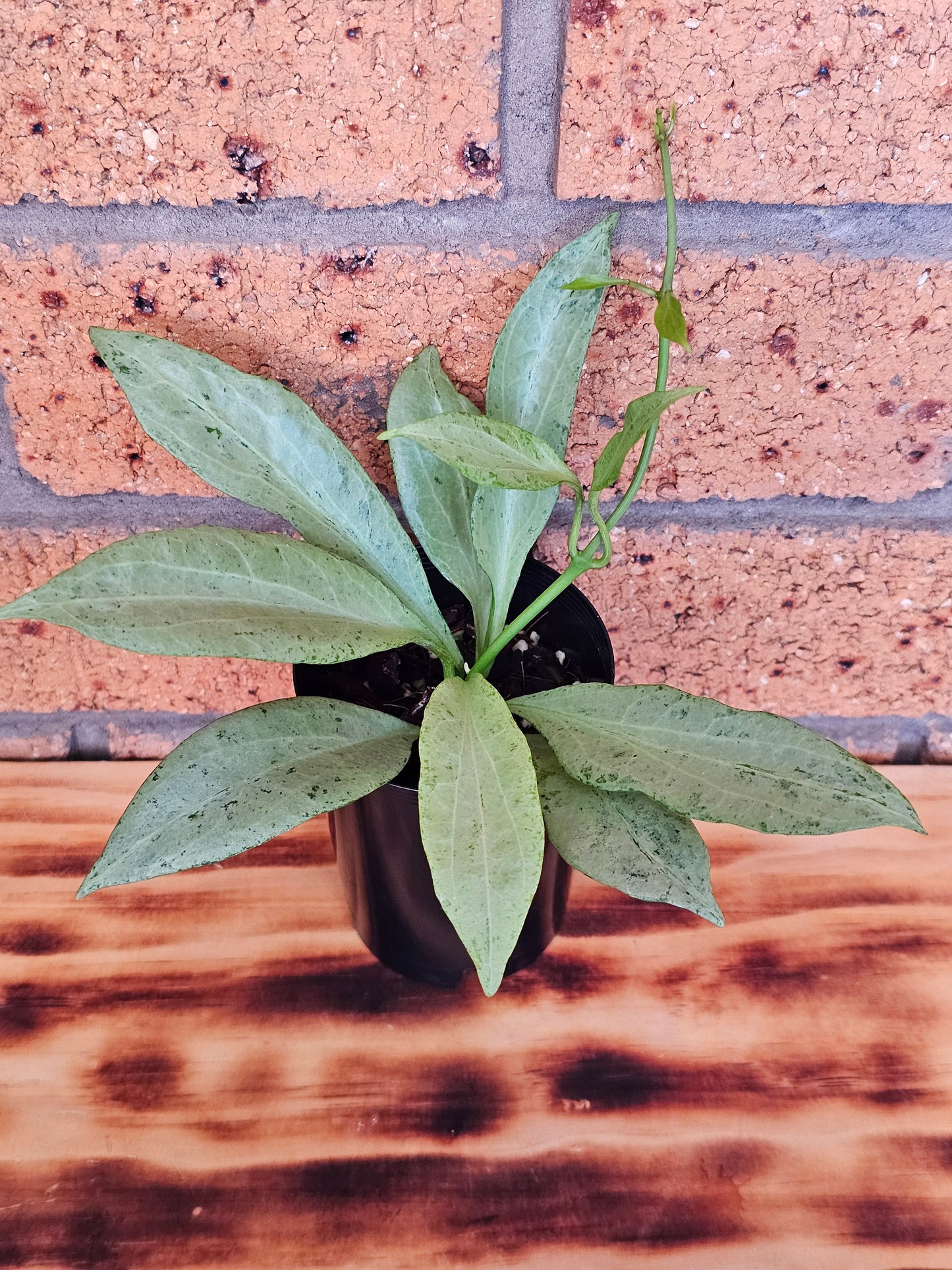 🪴💥 Hoya nicholsoniae 'New Guinea Ghost' 💥🪴