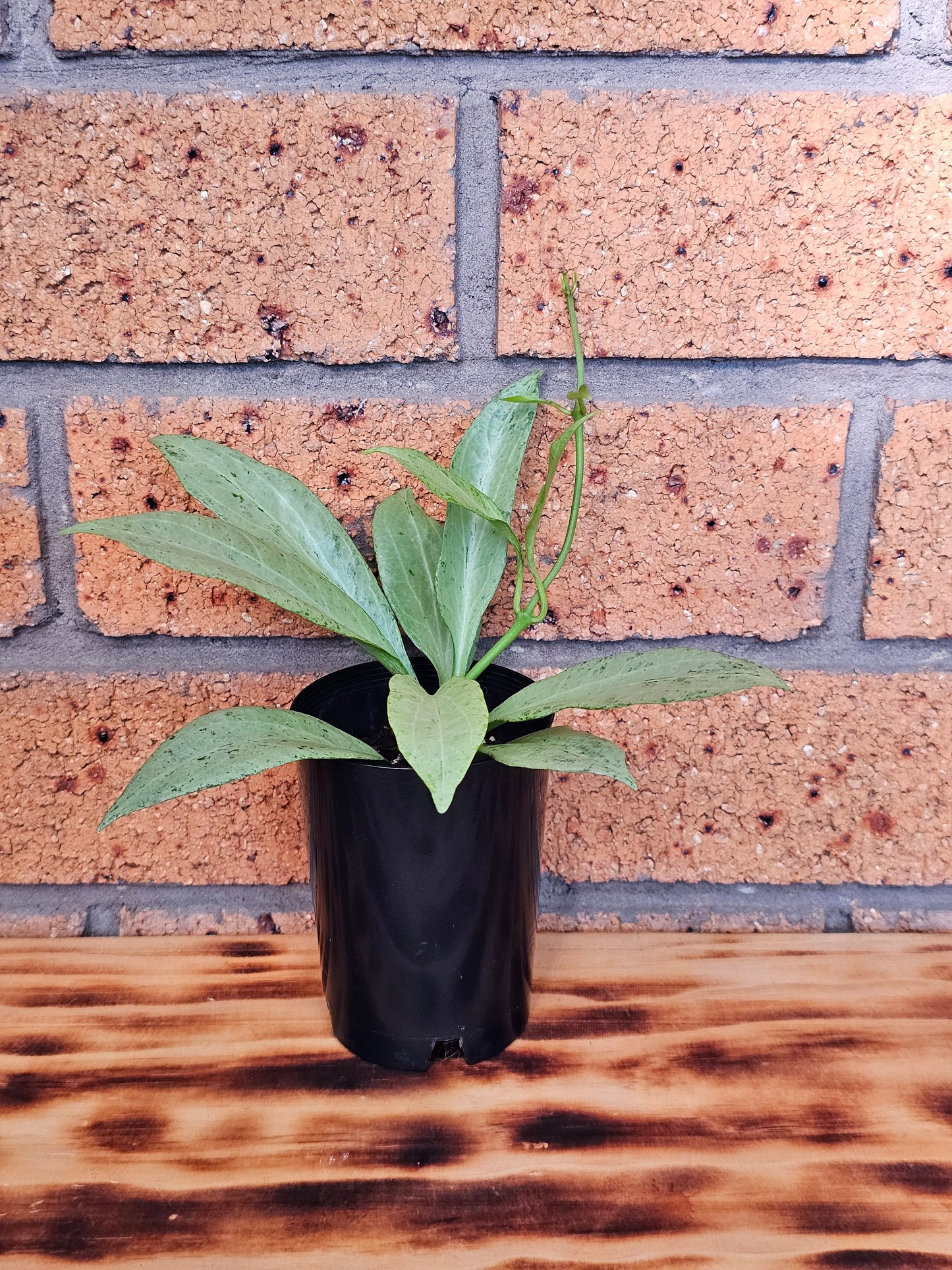 🪴💥 Hoya nicholsoniae 'New Guinea Ghost' 💥🪴