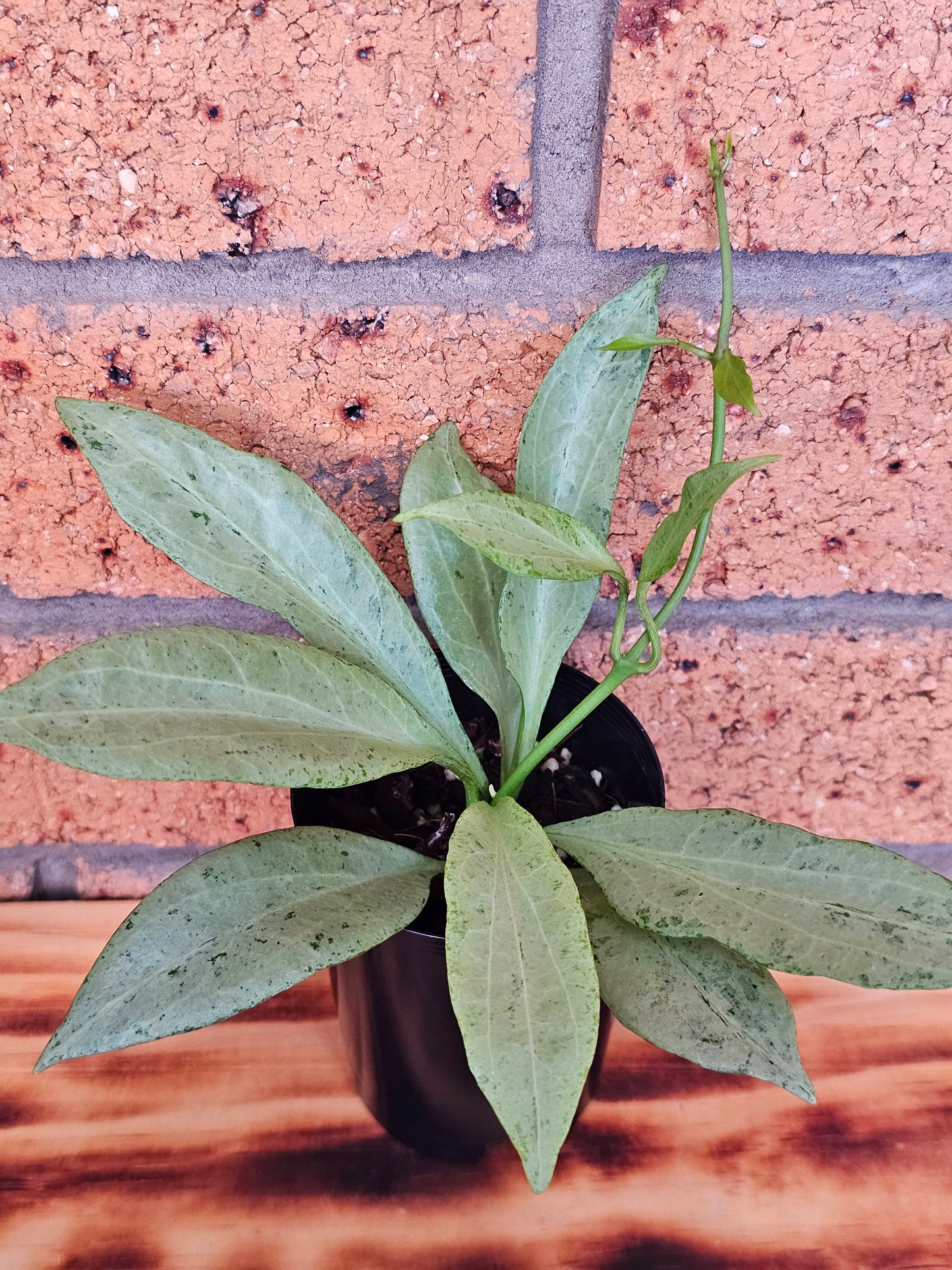 🪴💥 Hoya nicholsoniae 'New Guinea Ghost' 💥🪴