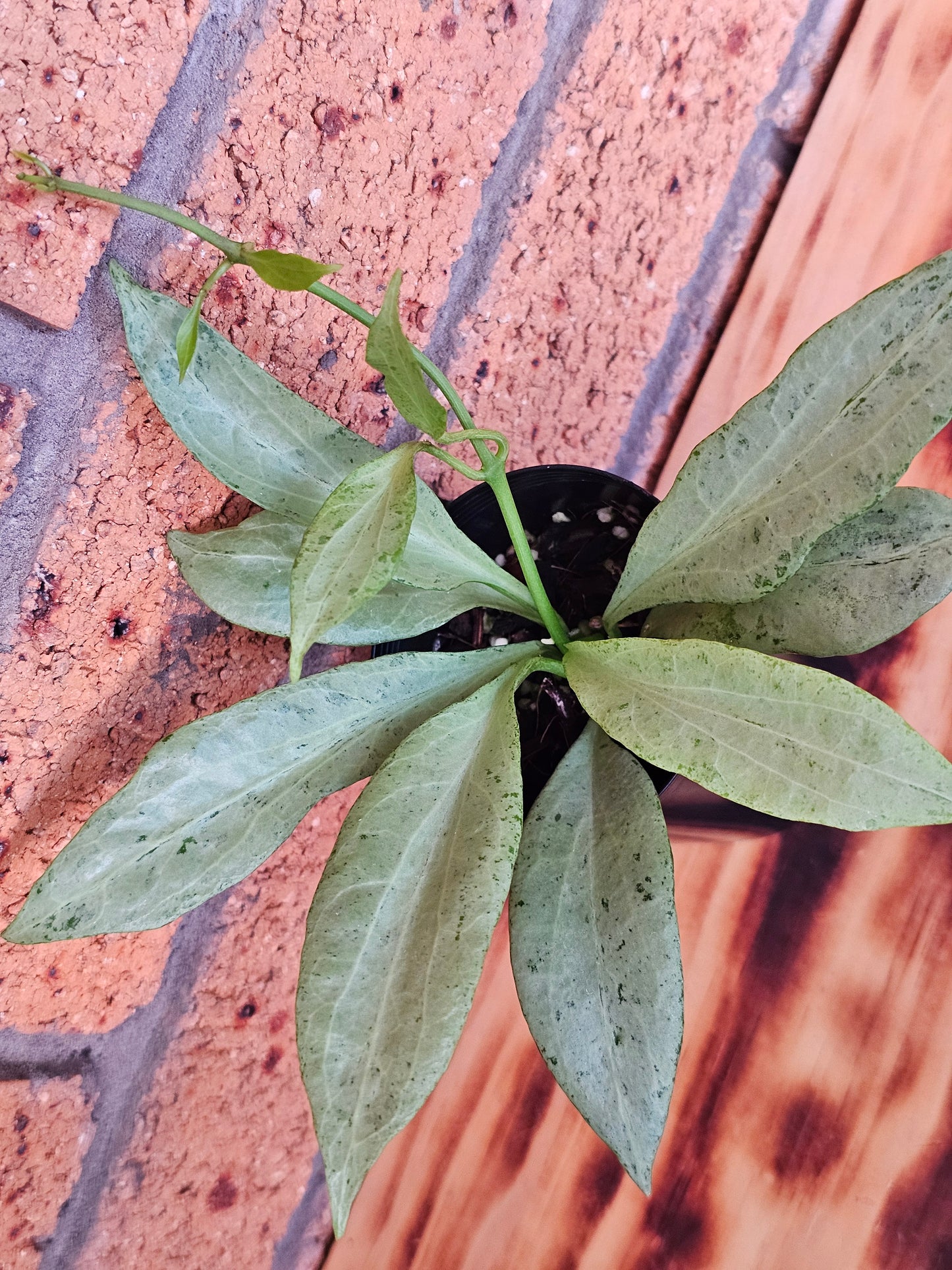 🪴💥 Hoya nicholsoniae 'New Guinea Ghost' 💥🪴