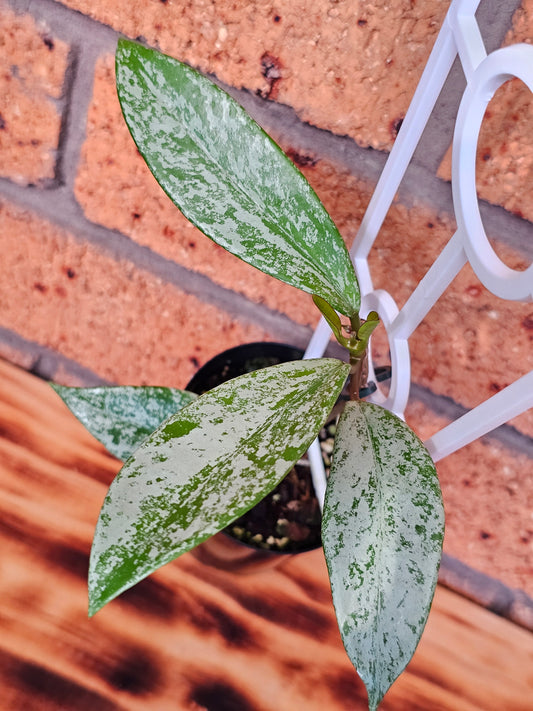 🪴💥 Hoya pubicalyx 'Pink Silver Ghost' 💥🪴