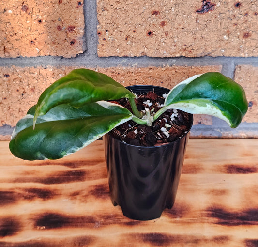 💫🌿 Hoya incrassata 'Eclipse' 🌿💫