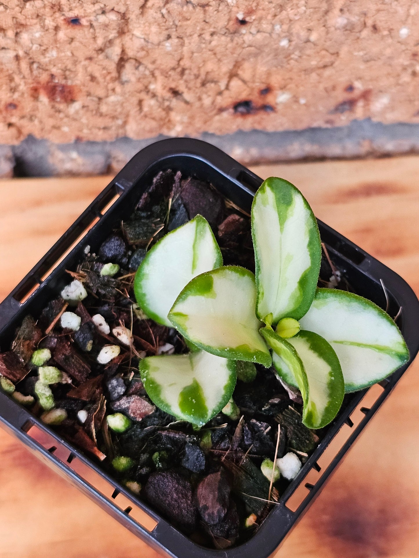 🪴✨️ Hoya mathilde Variegated ✨️🪴