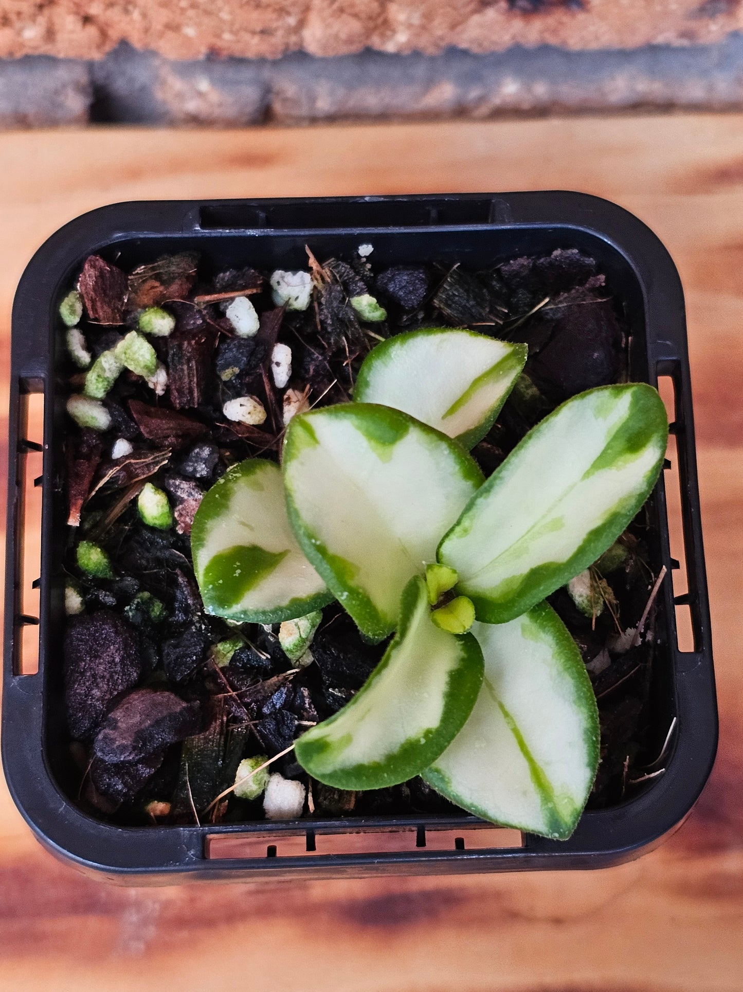 🪴✨️ Hoya mathilde Variegated ✨️🪴